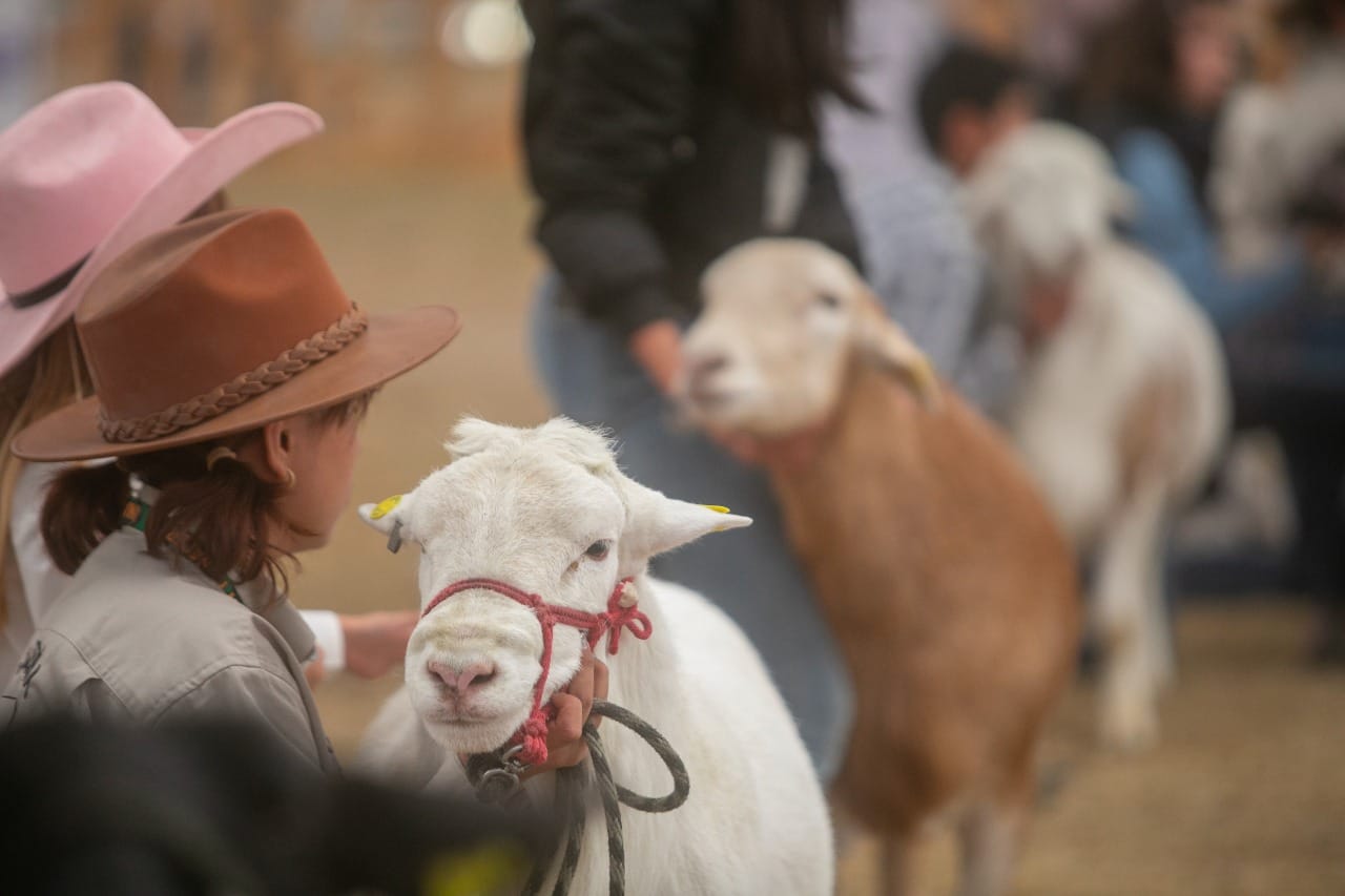 Feria Quer Taro Cartelera De Artistas En Feria Del Pueblo Y Palenque