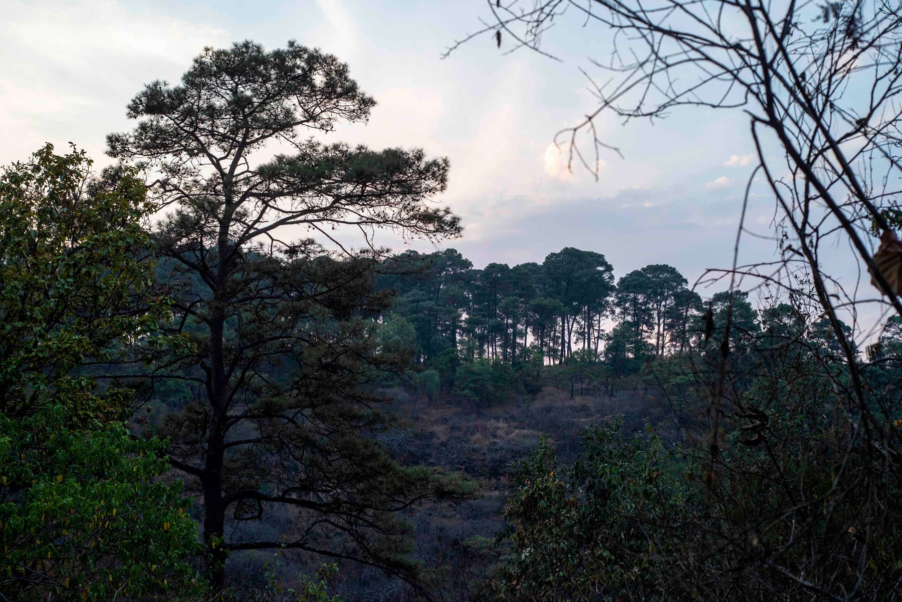 Sembrar deforestación: los bosques que México pierde por la agroindustria - Aguacate_Michoacan_2_AbrahamPerez