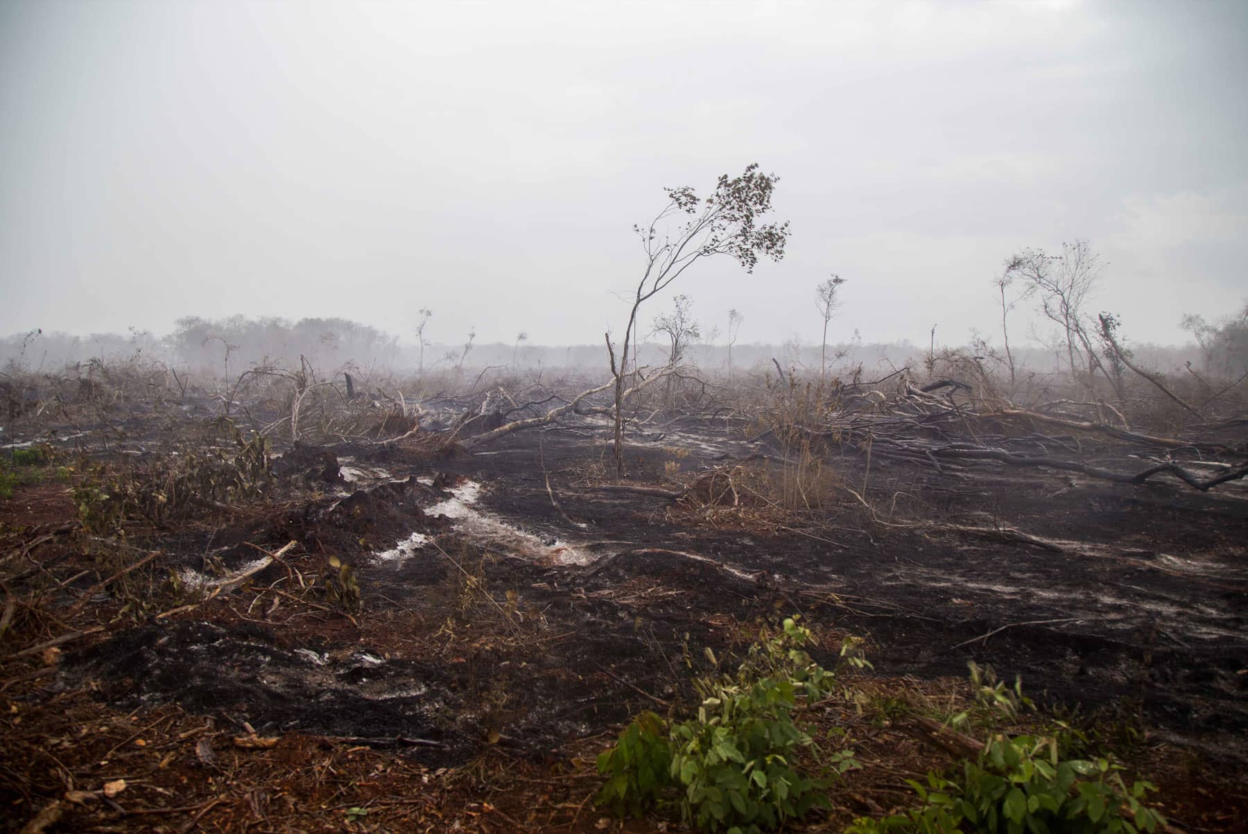 Sembrar deforestación: los bosques que México pierde por la agroindustria - 