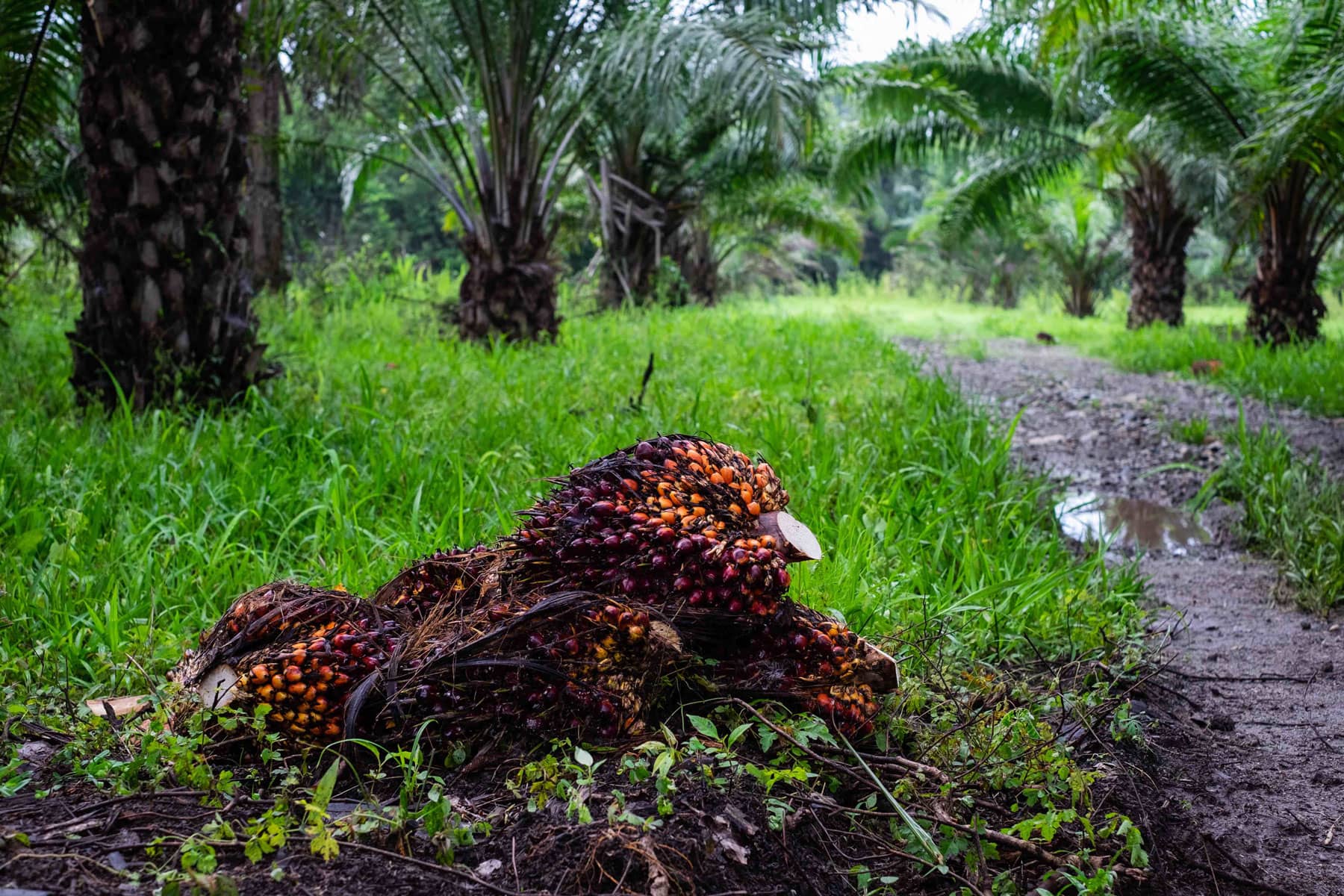 Sembrar deforestación: los bosques que México pierde por la agroindustria - Palma-de-aceite-36