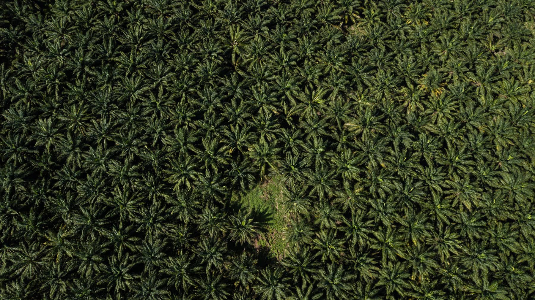 Aguacate: el oro verde que borra del mapa a los bosques del occidente de México - Palma-de-aceite-82