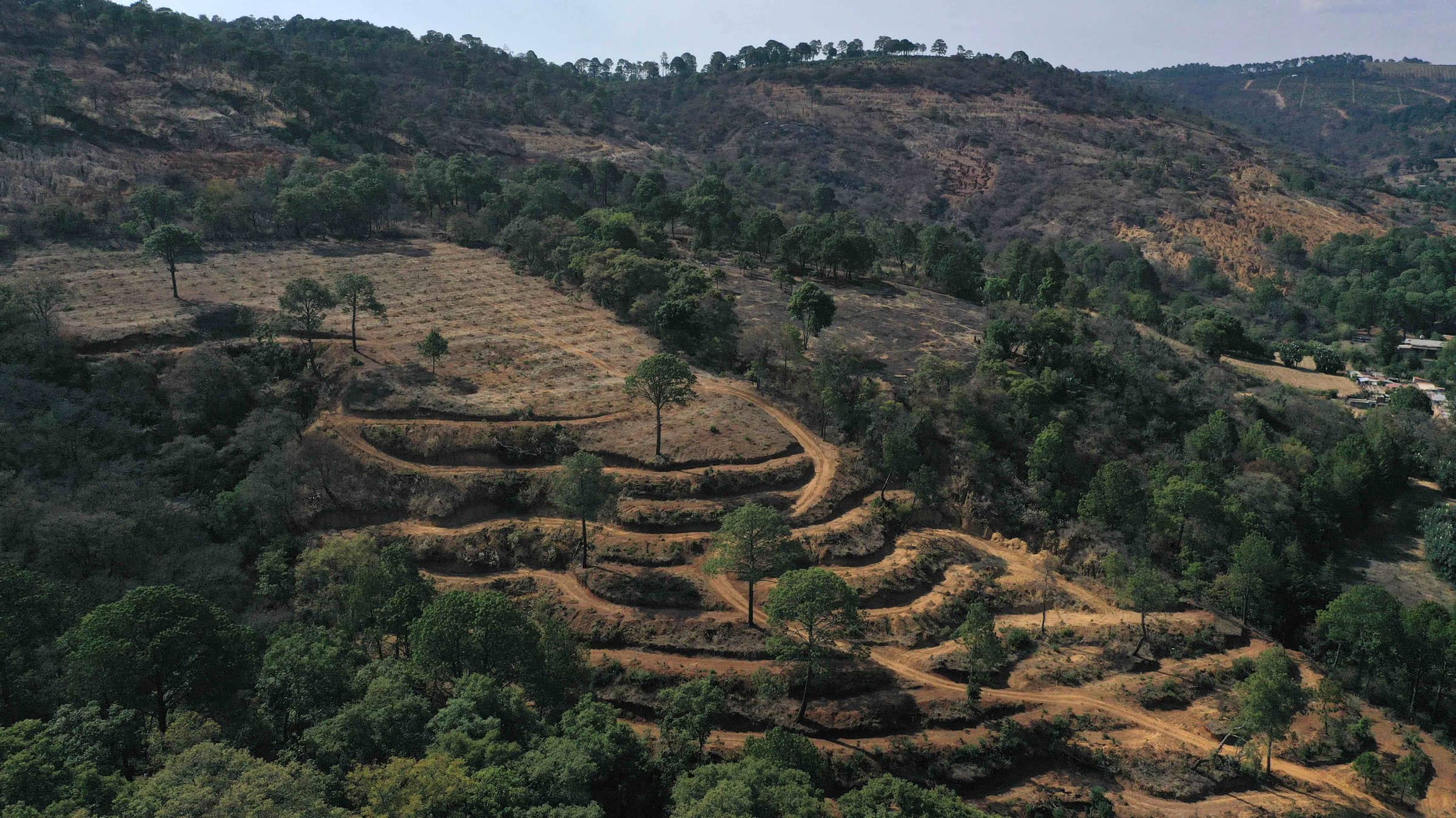 Aguacate: el oro verde que borra del mapa a los bosques del occidente de México - 