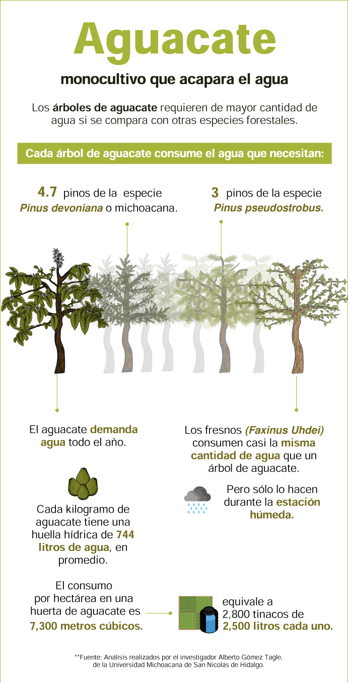 Aguacate: el oro verde que borra del mapa a los bosques del occidente de México - movil_3