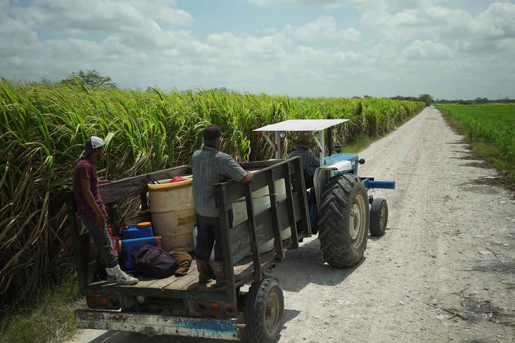 Caña de azúcar: el monocultivo que transformó al sur de Quintana Roo - SONY_MONGABAY_CAnA-(61)