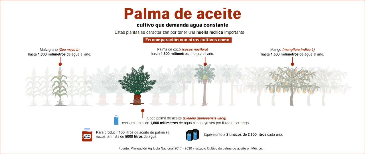 Palma de aceite: las plantaciones que acorralan selvas y manglares en el sureste de México - Escritorio_original