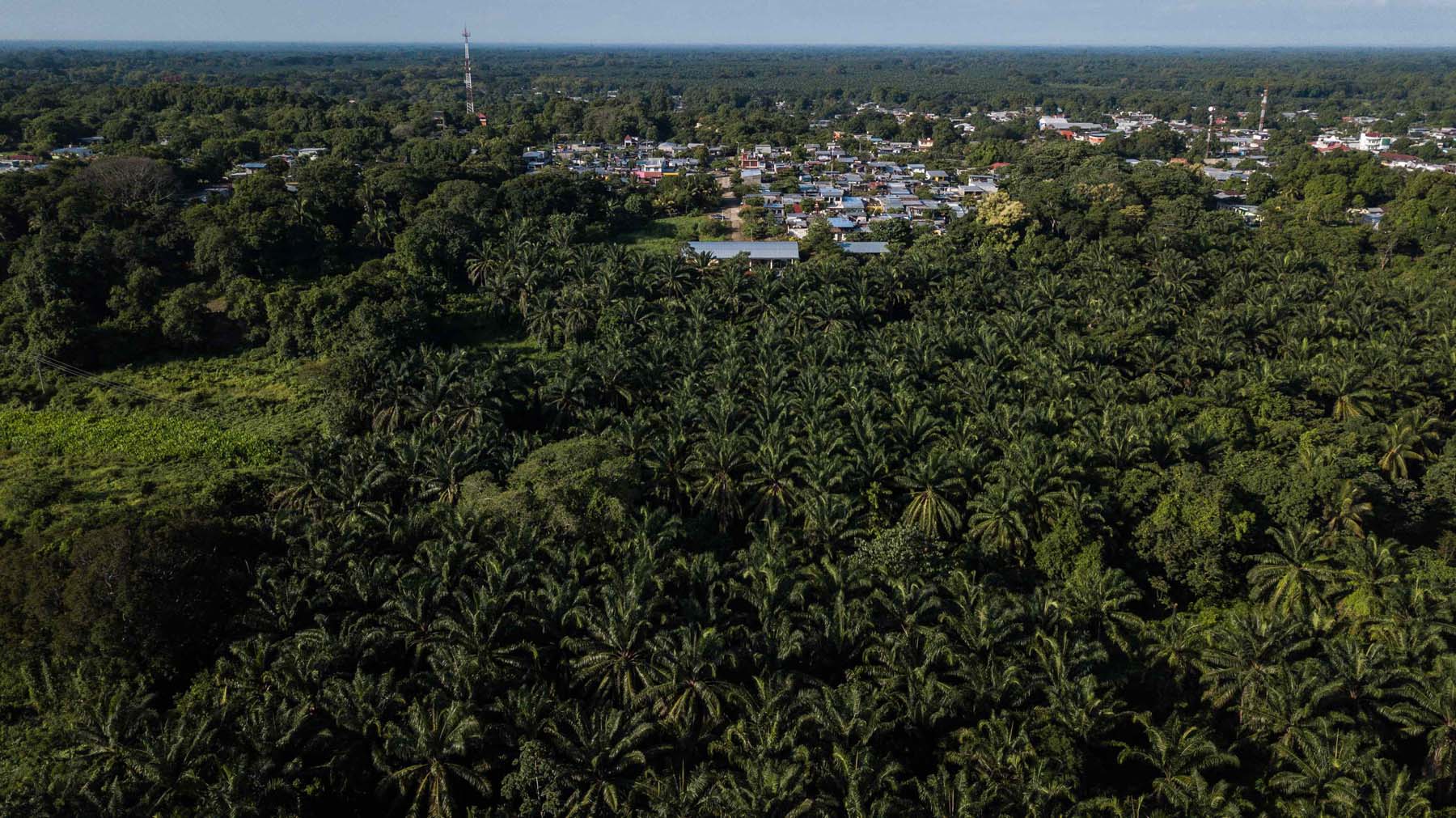 Palma de aceite: las plantaciones que acorralan selvas y manglares en el sureste de México - Palma-Aceite_8