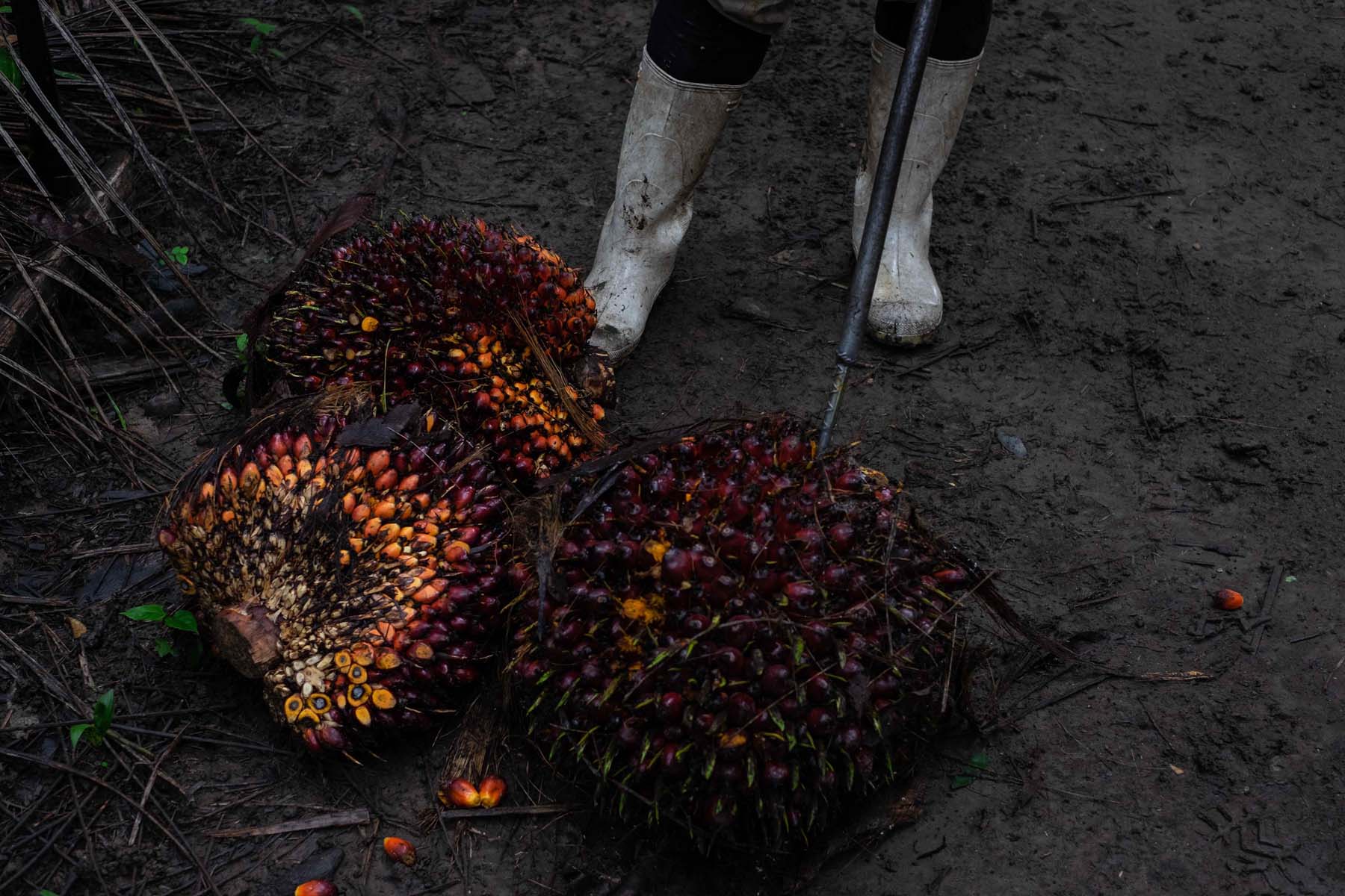 Palma de aceite: las plantaciones que acorralan selvas y manglares en el sureste de México - Palma-Africana-35