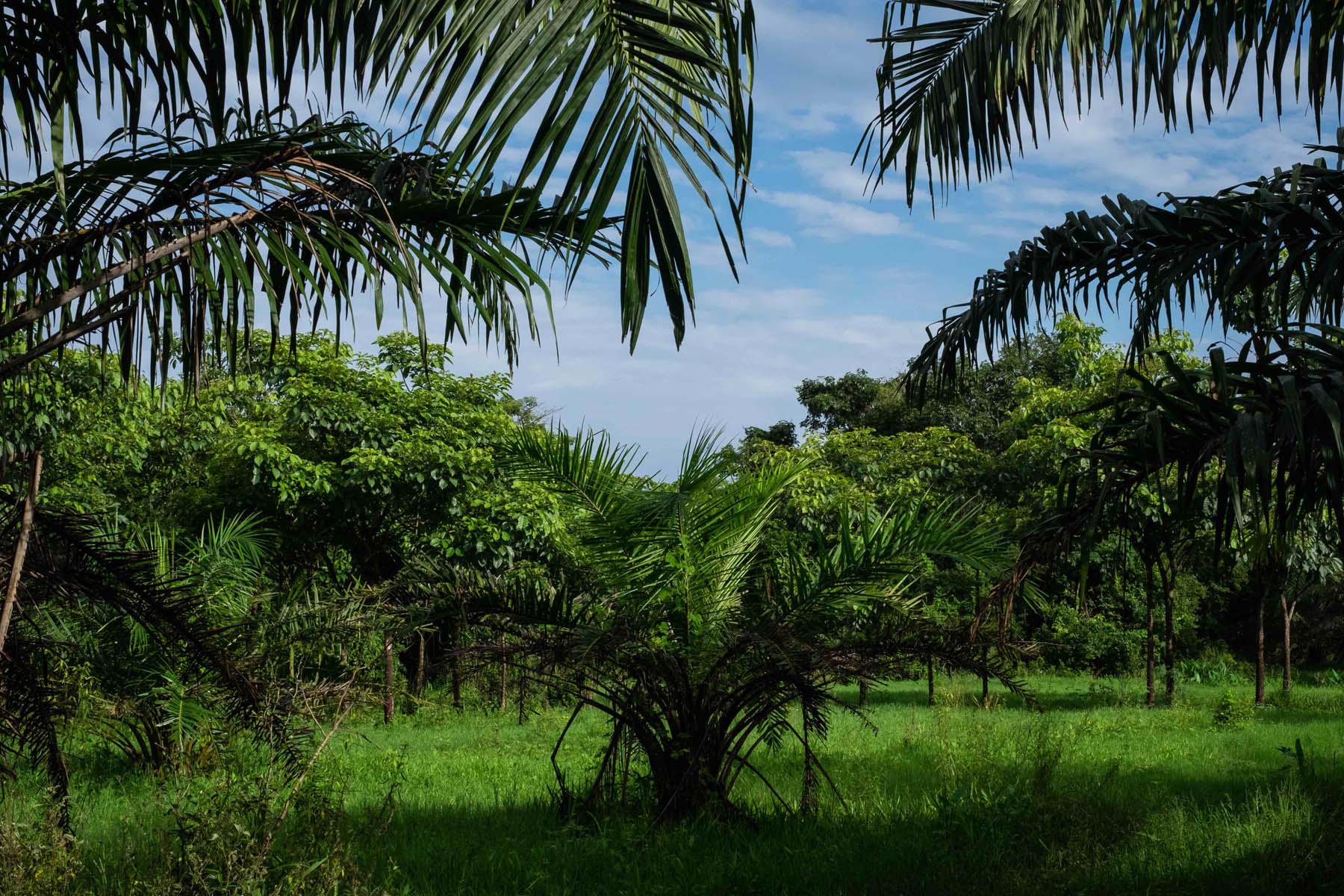 Palma de aceite: las plantaciones que acorralan selvas y manglares en el sureste de México - Palma-Africana-42