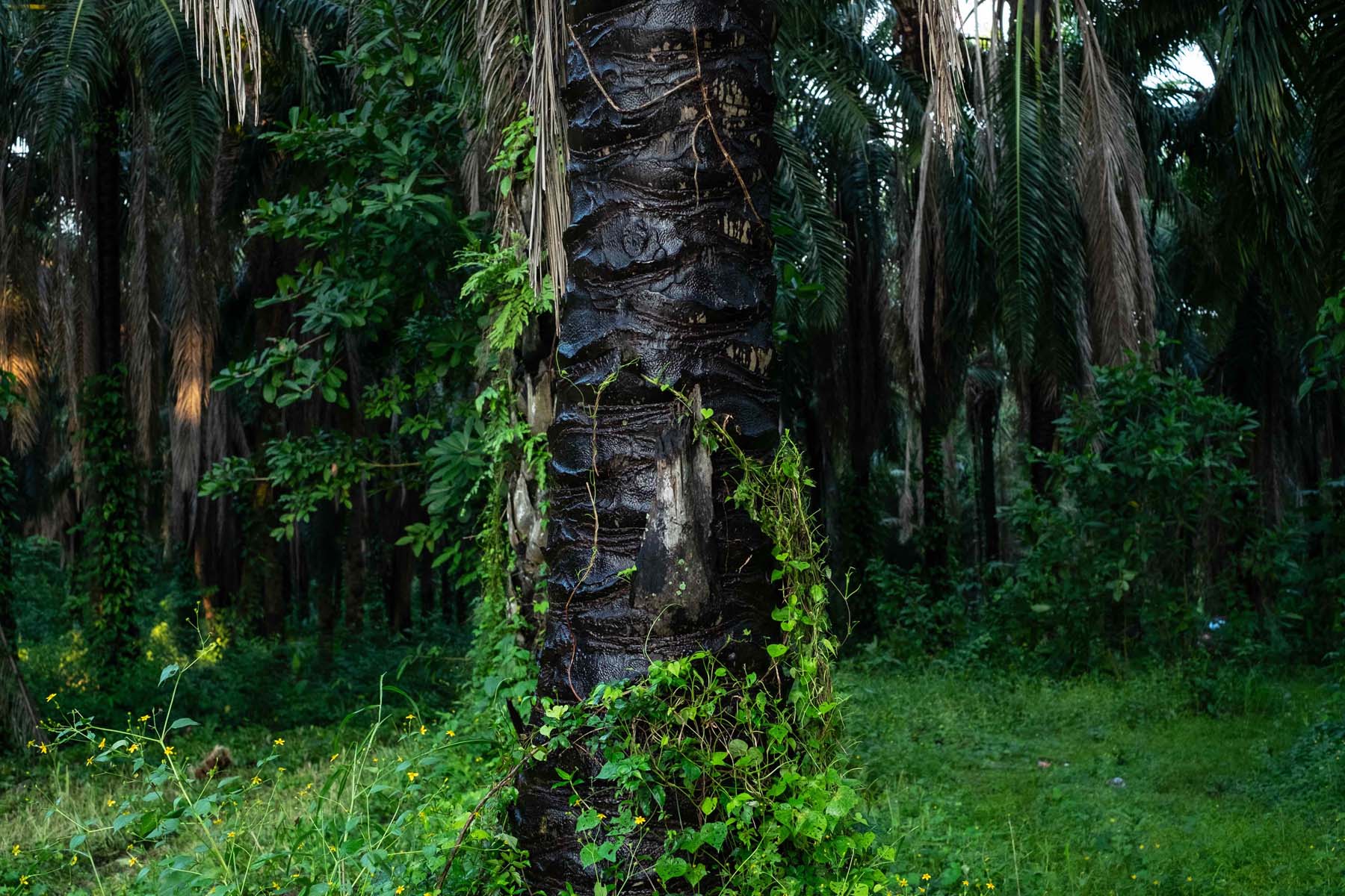 Palma de aceite: las plantaciones que acorralan selvas y manglares en el sureste de México - Palma-Africana-66