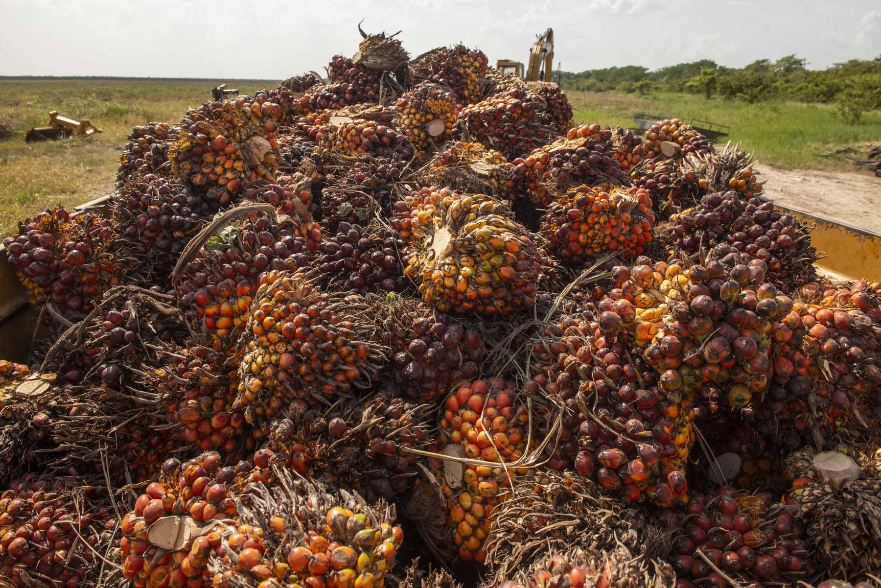 Palma de aceite: las plantaciones que acorralan selvas y manglares en el sureste de México - Palma-Campeche_3
