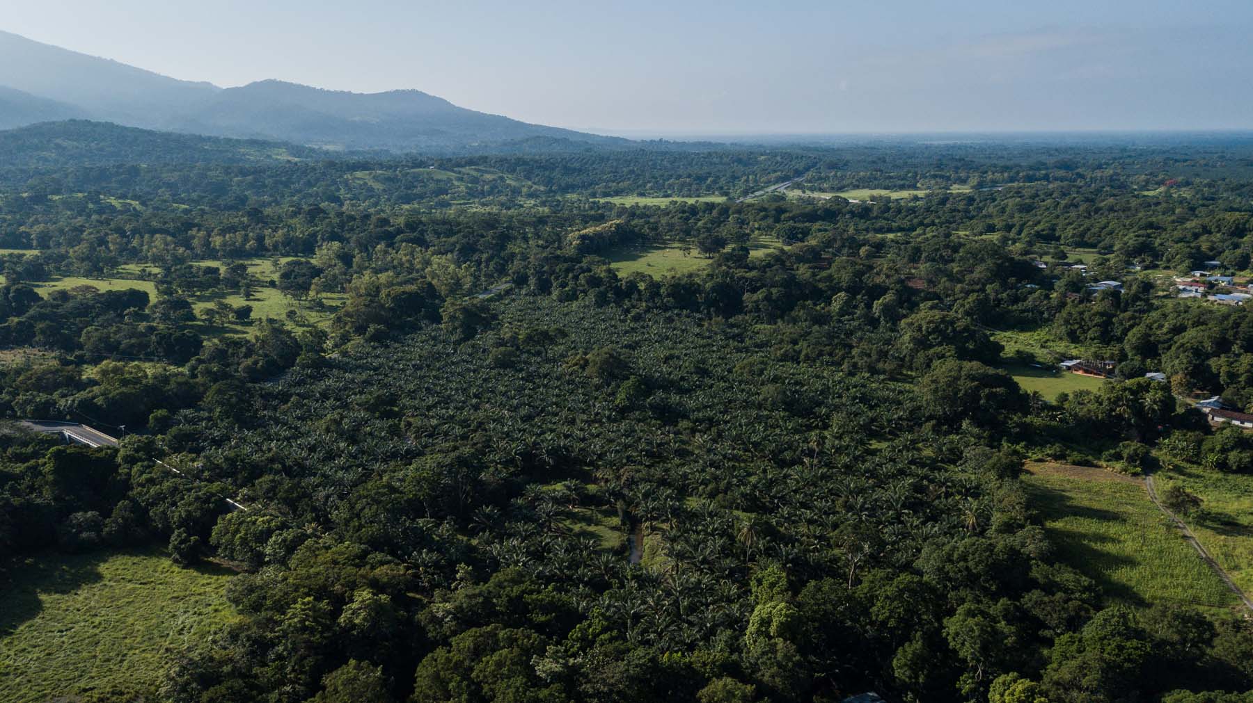 Palma de aceite: las plantaciones que acorralan selvas y manglares en el sureste de México - Palma-de-aceite-28
