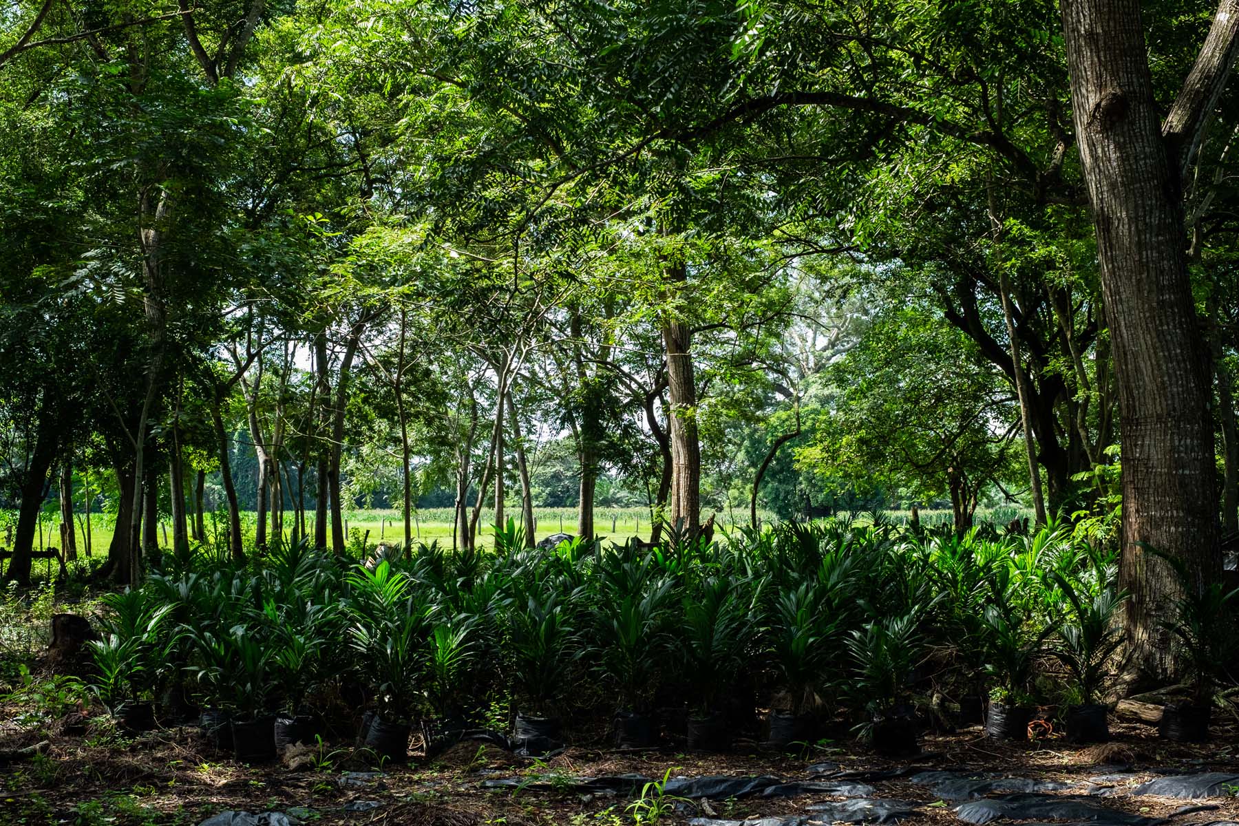 Palma de aceite: las plantaciones que acorralan selvas y manglares en el sureste de México - Palma-de-aceite-55