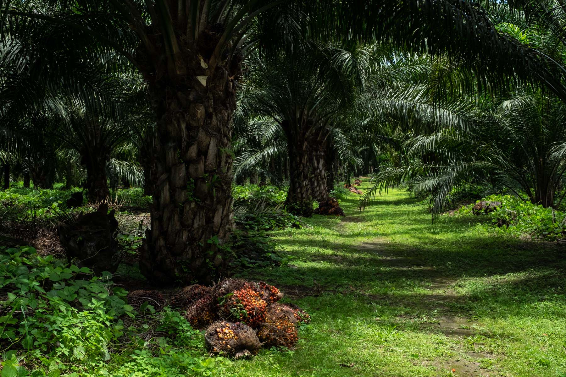 Palma de aceite: las plantaciones que acorralan selvas y manglares en el sureste de México - Palma-de-aceite-59