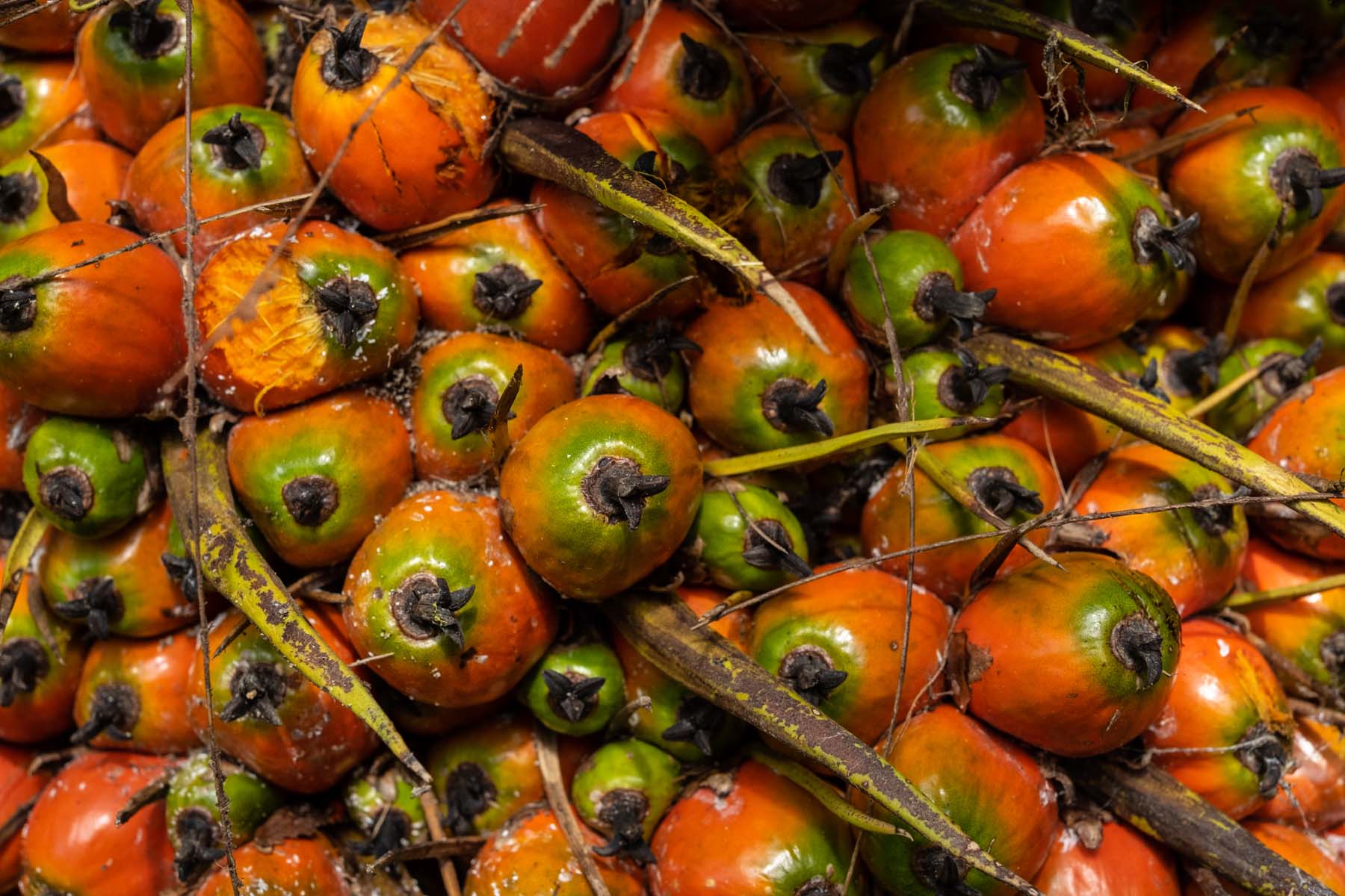 Palma de aceite: las plantaciones que acorralan selvas y manglares en el sureste de México - Palma-de-aceite-62