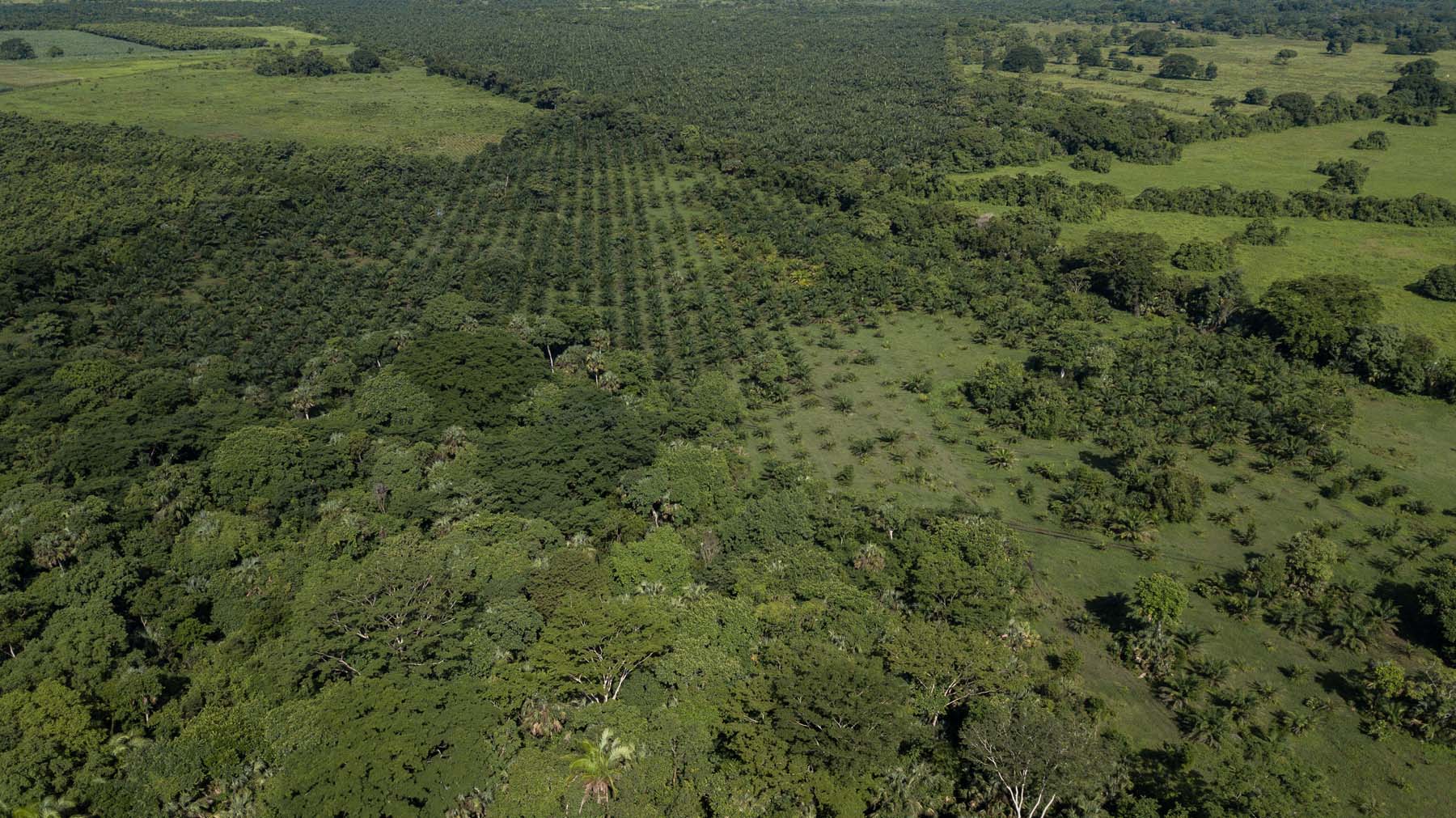 Palma de aceite: las plantaciones que acorralan selvas y manglares en el sureste de México - Palma-de-aceite-77