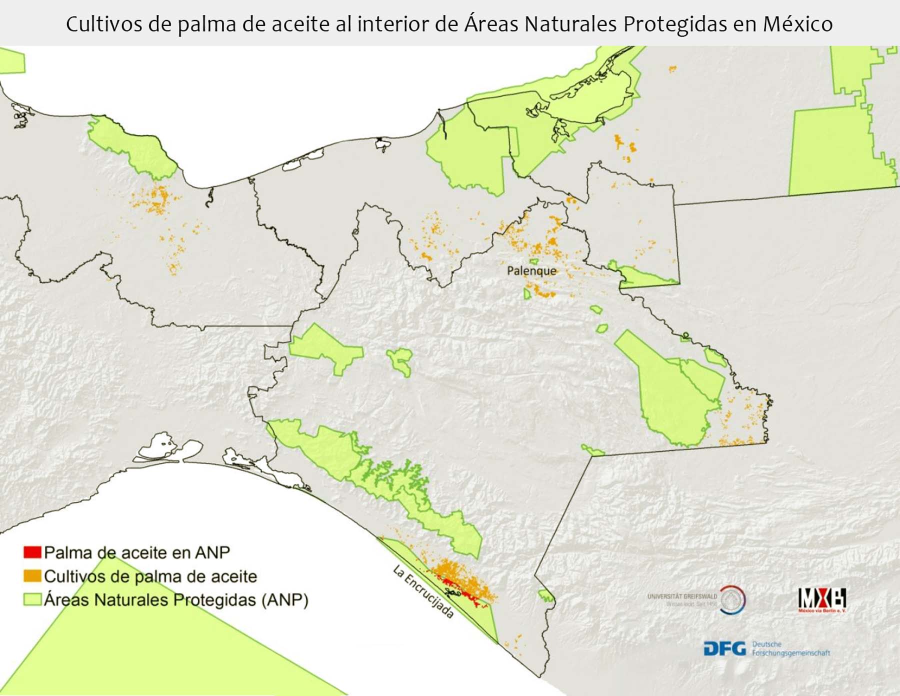 Palma de aceite: las plantaciones que acorralan selvas y manglares en el sureste de México - Palma-y-ANP