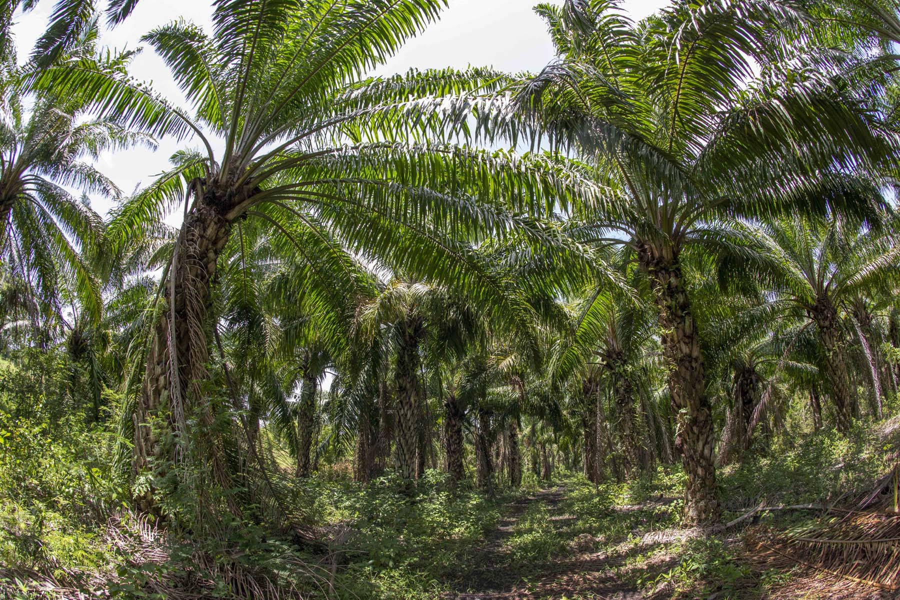 Palma de aceite: las plantaciones que acorralan selvas y manglares en el sureste de México - Palma_Campeche_1