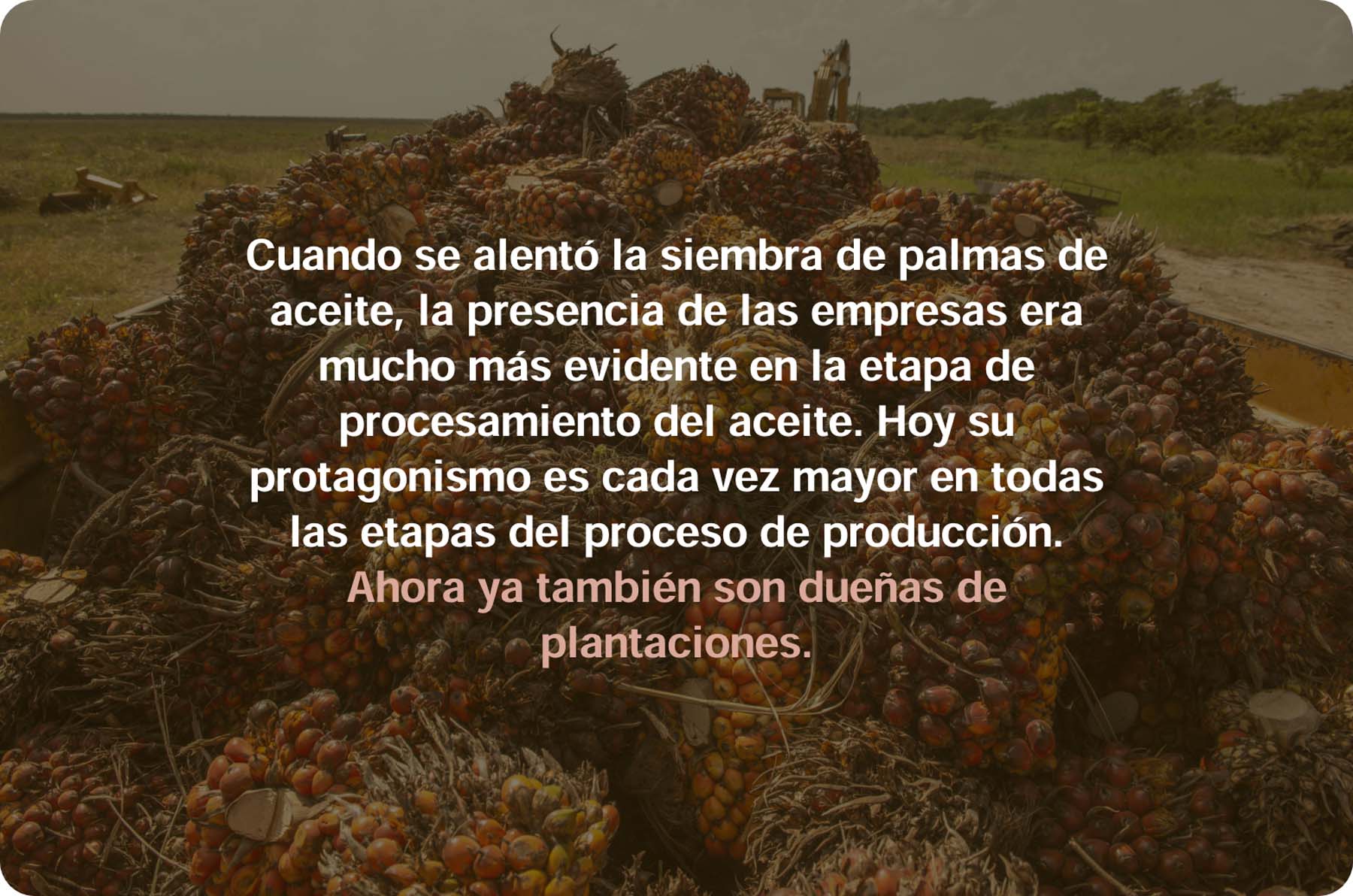 Palma de aceite: las plantaciones que acorralan selvas y manglares en el sureste de México - 
