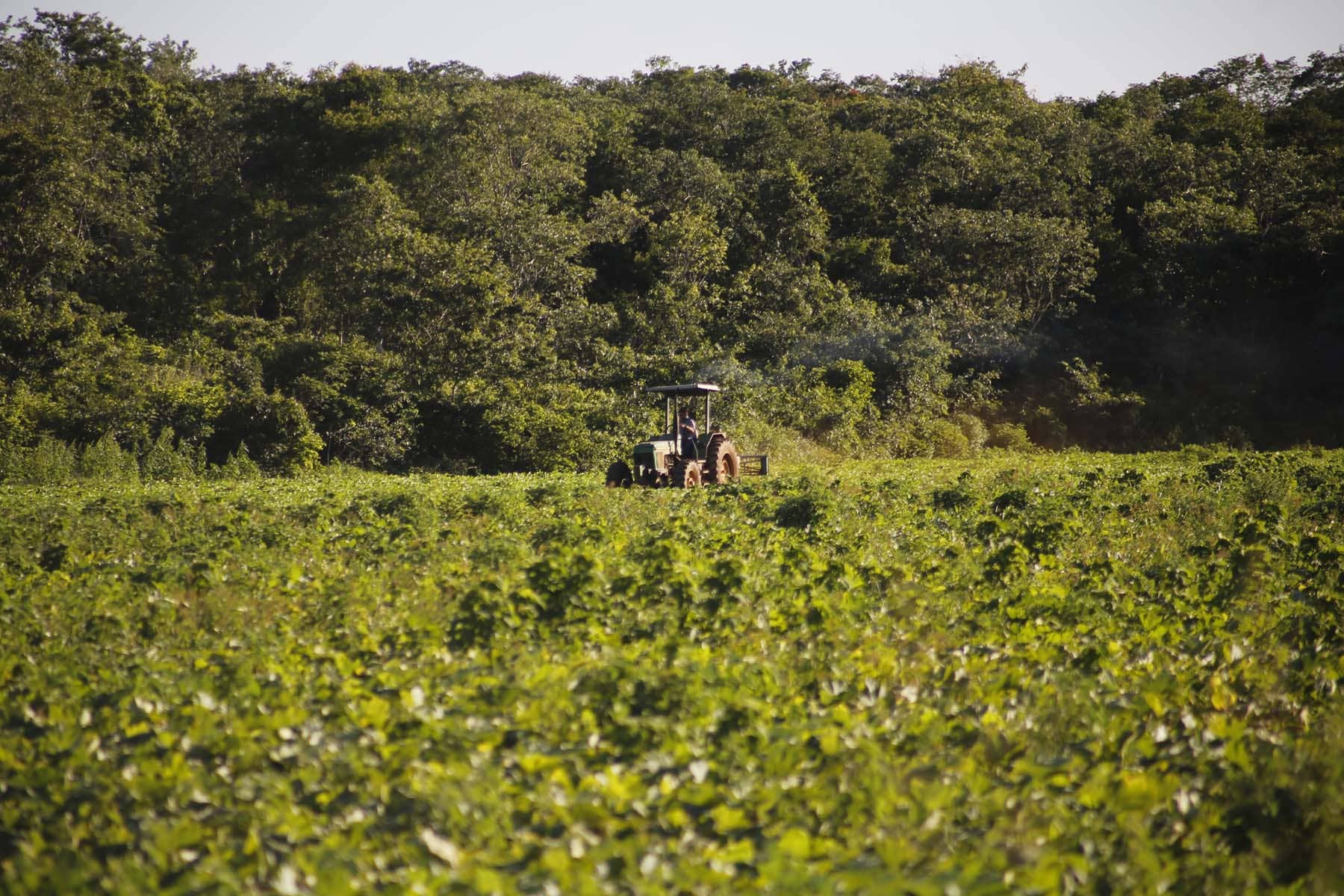 Soya: la agroindustria que arrasa con la selva maya - Soya_6_Robin-Canul