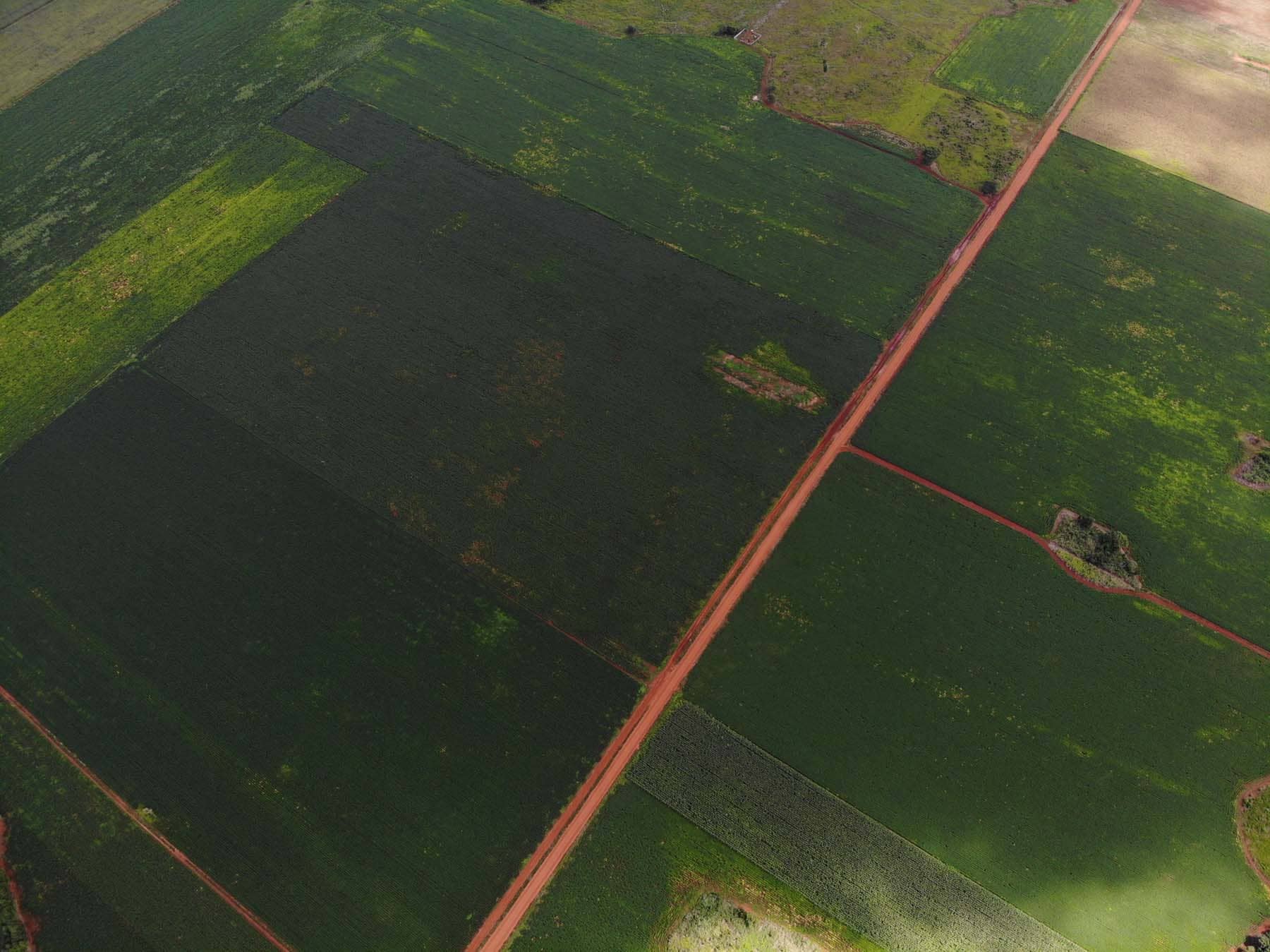 Soya: la agroindustria que arrasa con la selva maya - Soya_Ejido-Nuevo-Durango_Credito_Everardo-Chable_3