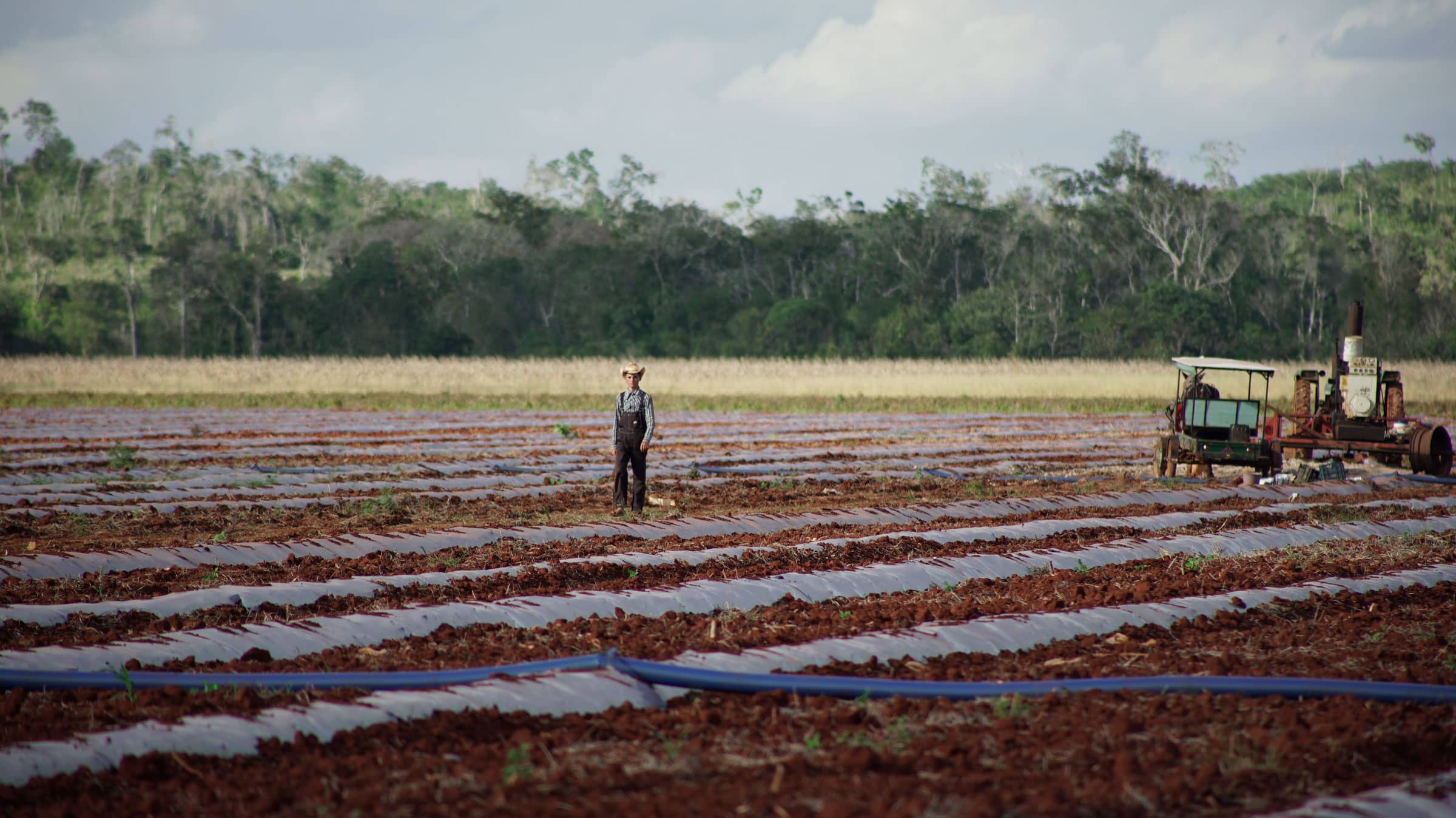 Soya: la agroindustria que arrasa con la selva maya - soya-portada
