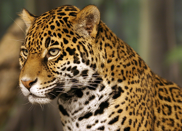 La construcción del muro de Trump amenaza la supervivencia de los jaguares en EU