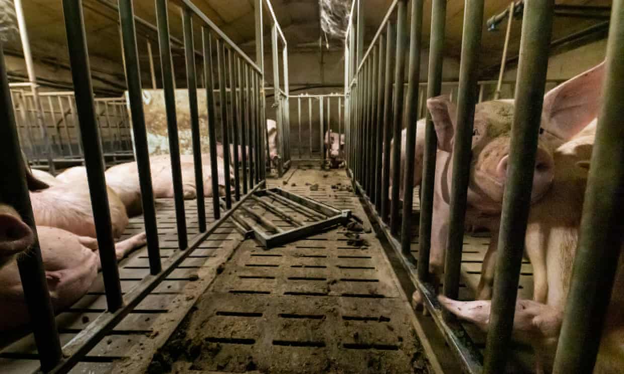 Imágenes encubiertas en una granja francesa muestran cerdos en condiciones ‘deplorables’