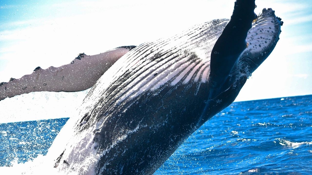‘Siempre me pega fuerte’: cómo un álbum inolvidable ayudó a salvar a las ballenas