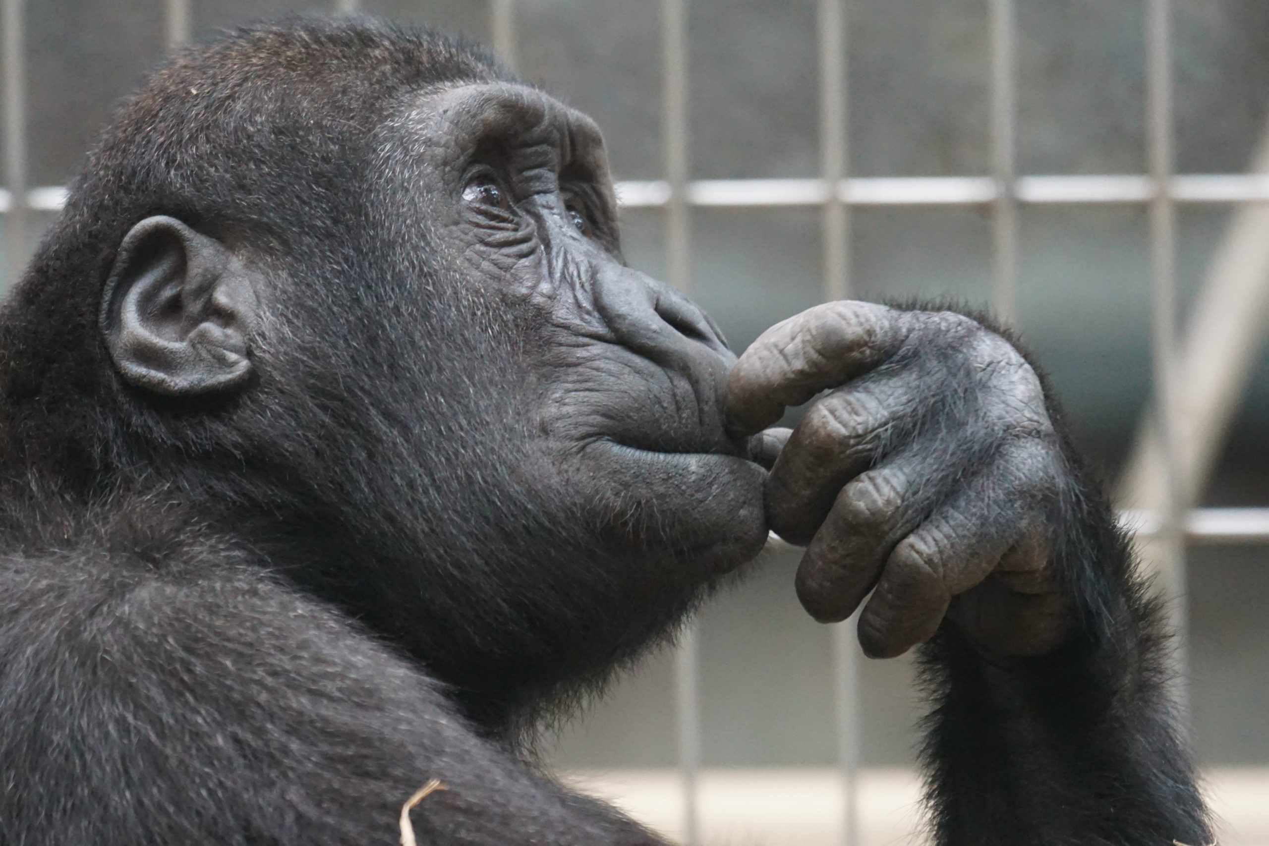 Descubren sacrificio de 27 monos del centro de investigación de la Nasa en 2019