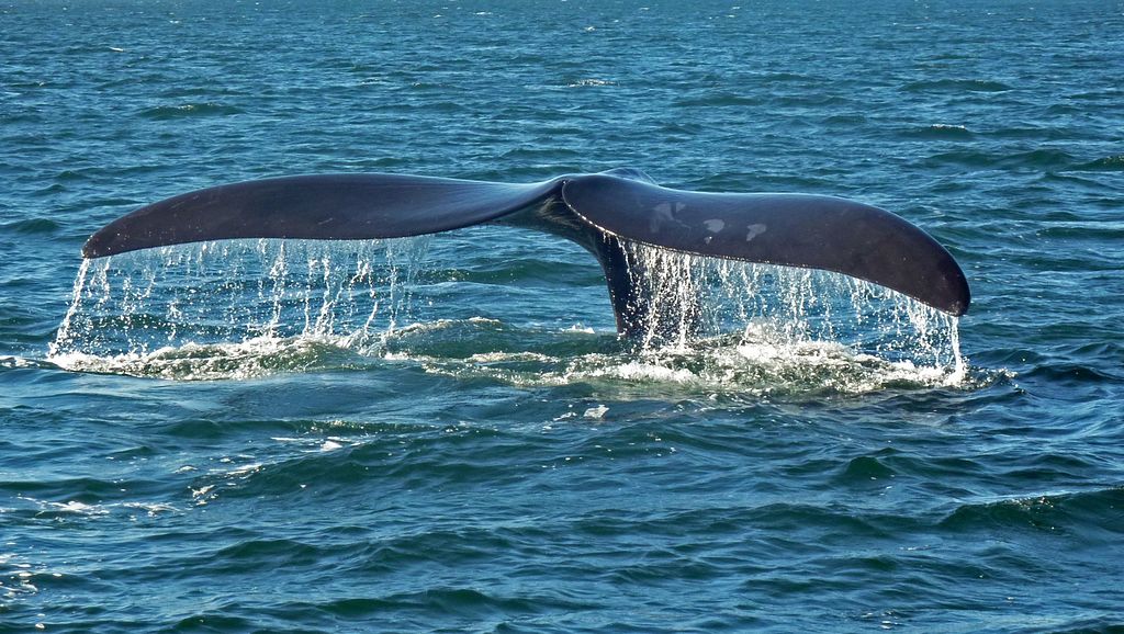 Los humanos están extinguiendo a la ballena franca glacial más rápido de lo que se creía