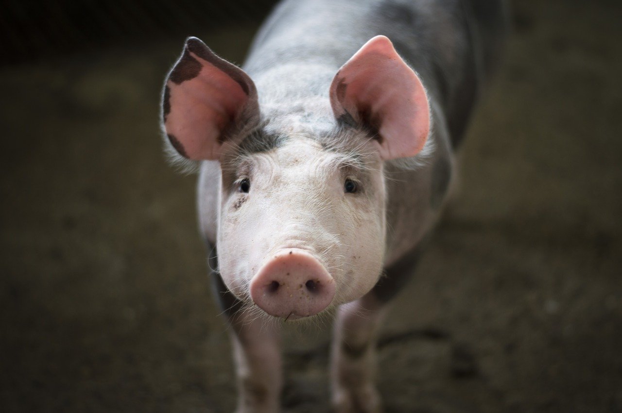 El reconocimiento facial de cerdos: ¿ayuda a los granjeros chinos o sólo perjudica a los más pobres?