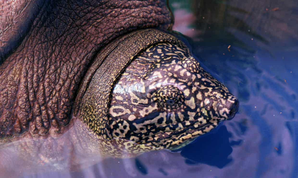 Hay esperanzas para tortuga en peligro de extinción: hallan una hembra en Vietnam