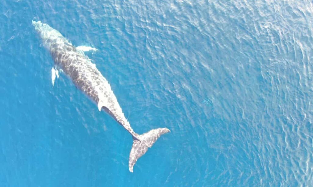 Una ballena lleva dos semanas atrapada en las redes de pescadores en Japón