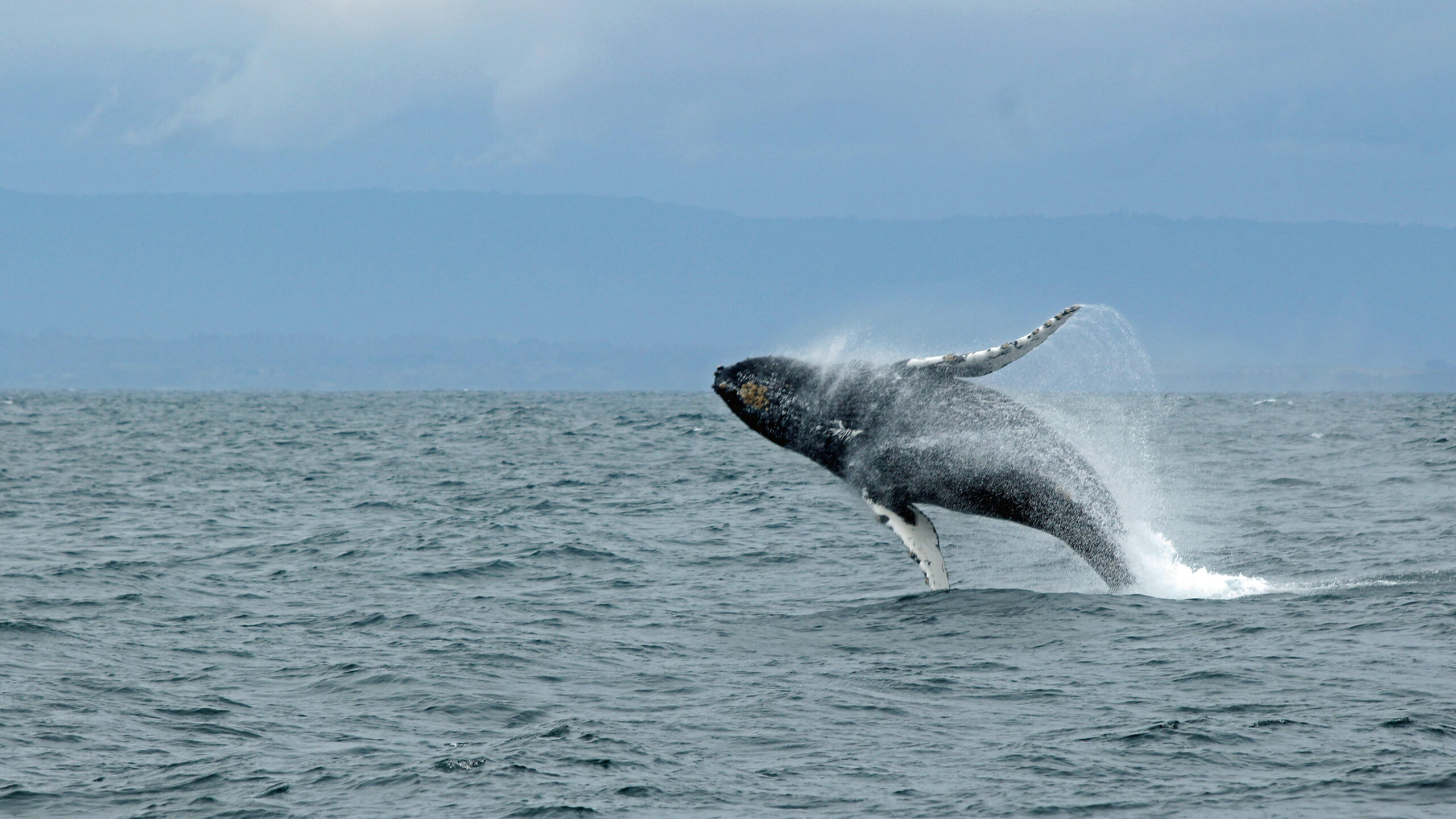 Aumenta la población de ballenas boreales, a pesar del calentamiento en el Ártico