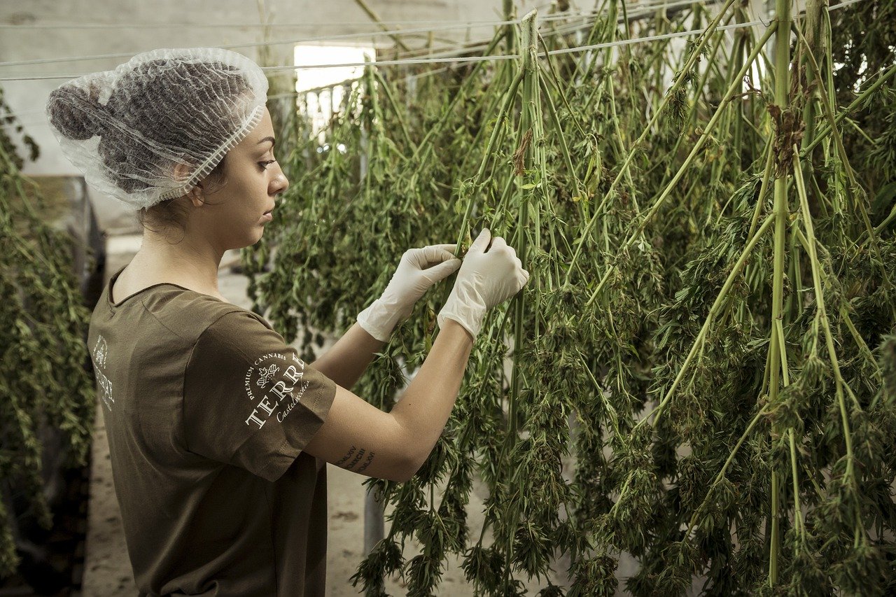 En riesgo, propuesta de holandeses de granjas de cannabis para surtir a ‘coffee shops’
