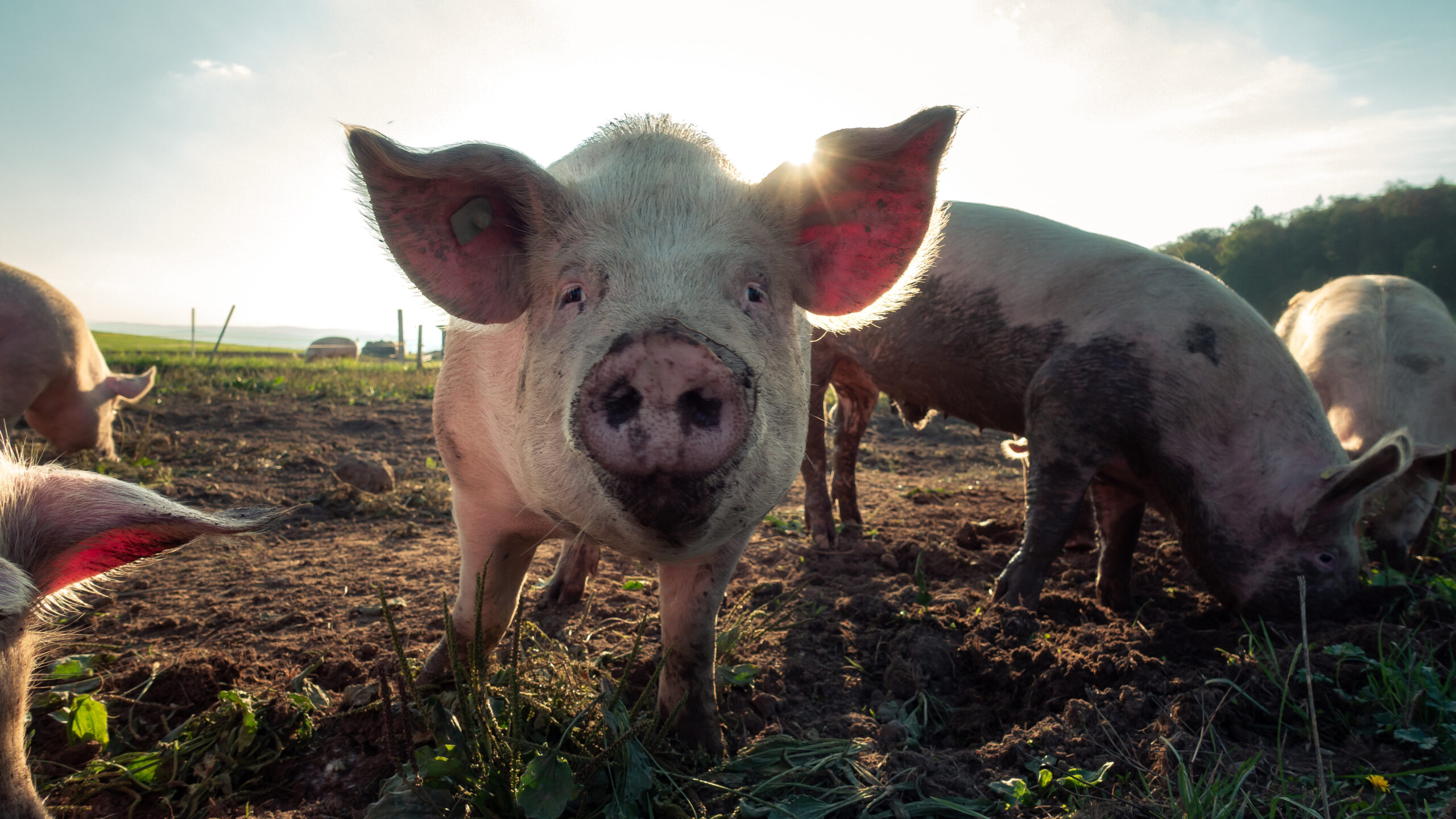 Sobreuso de antibióticos en animales de granja levanta preocupaciones para el comercio post Brexit