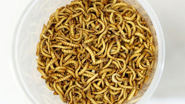 La agencia de alimentos de Europa aprueba primer insecto para consumo humano