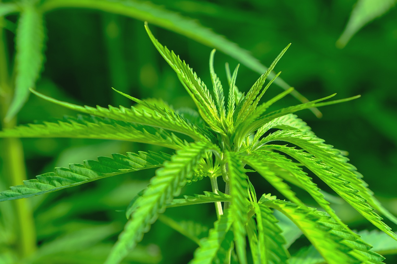 Al fin hay reglamento para el cannabis medicinal, pero aún falta mucho