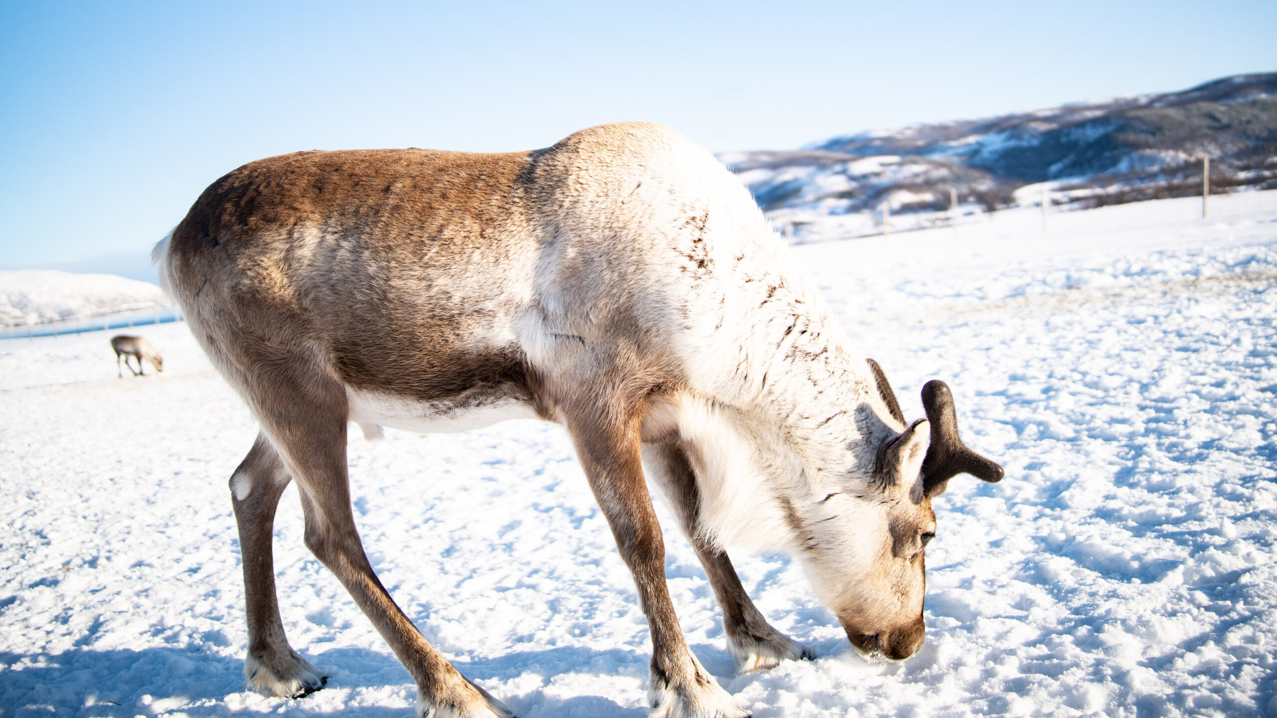 La lucha de los pastores Sami contra un parque eólico de Noruega