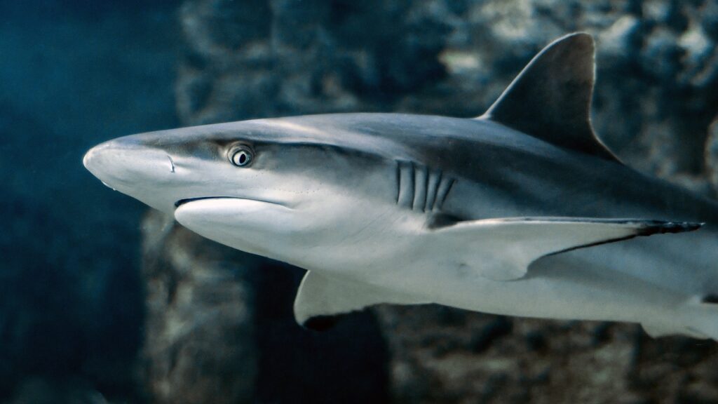 La población de tiburones y mantarrayas cayó en más de 70% en 50 años