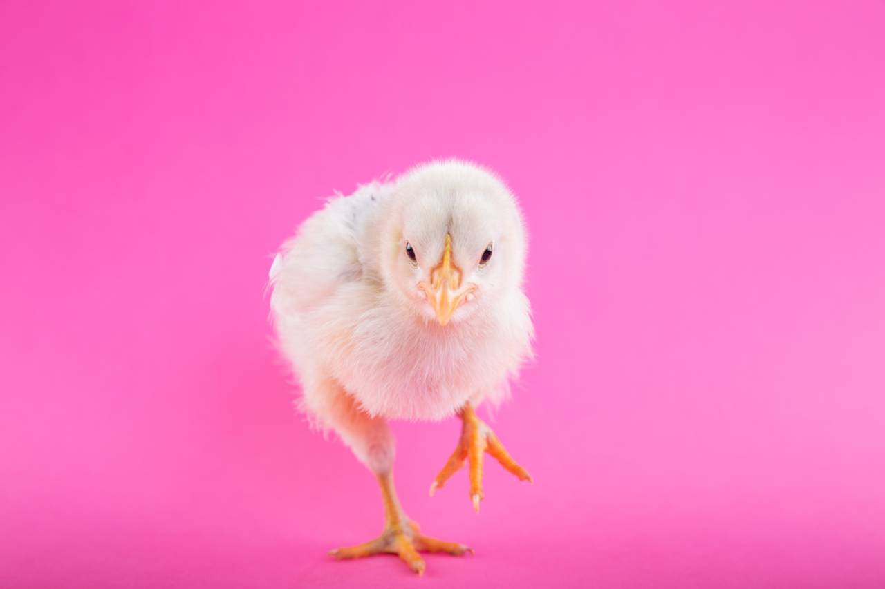 ¿Es posible cambiar el sexo de los polluelos antes de que rompan el cascarón?