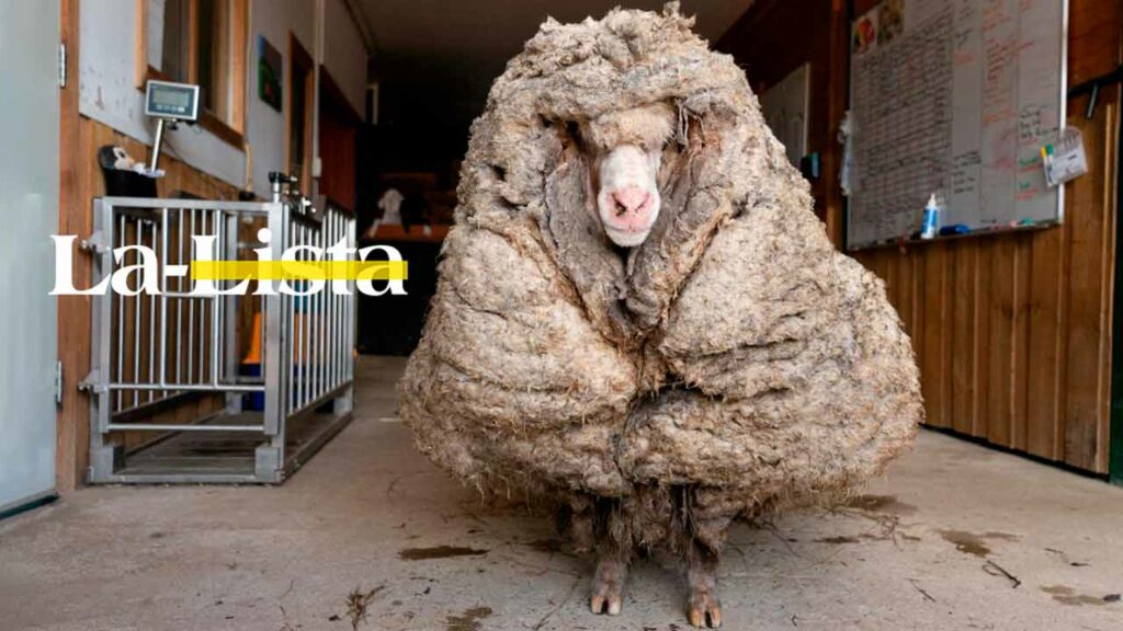 Baarack, la oveja salvaje con más de 35 kg de lana.