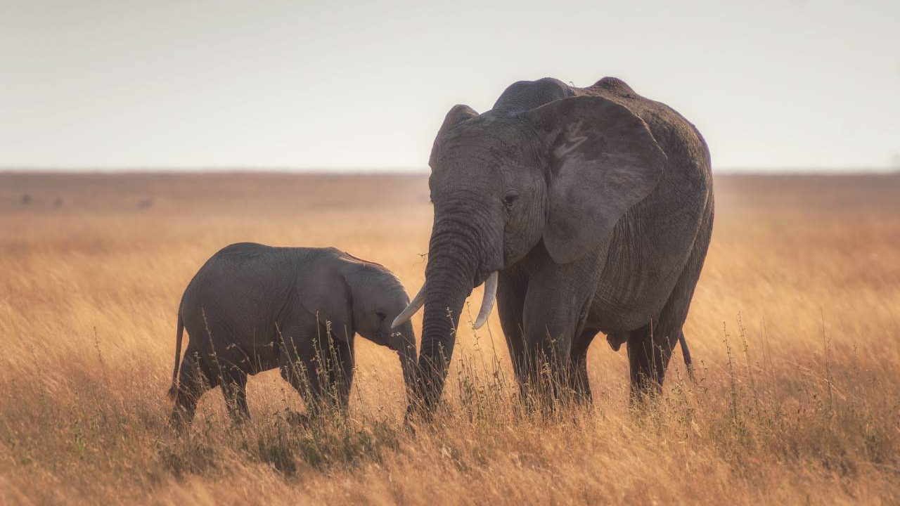 ¿Cuánto vale un elefante? Conoce a los ecologistas que hacen las sumas