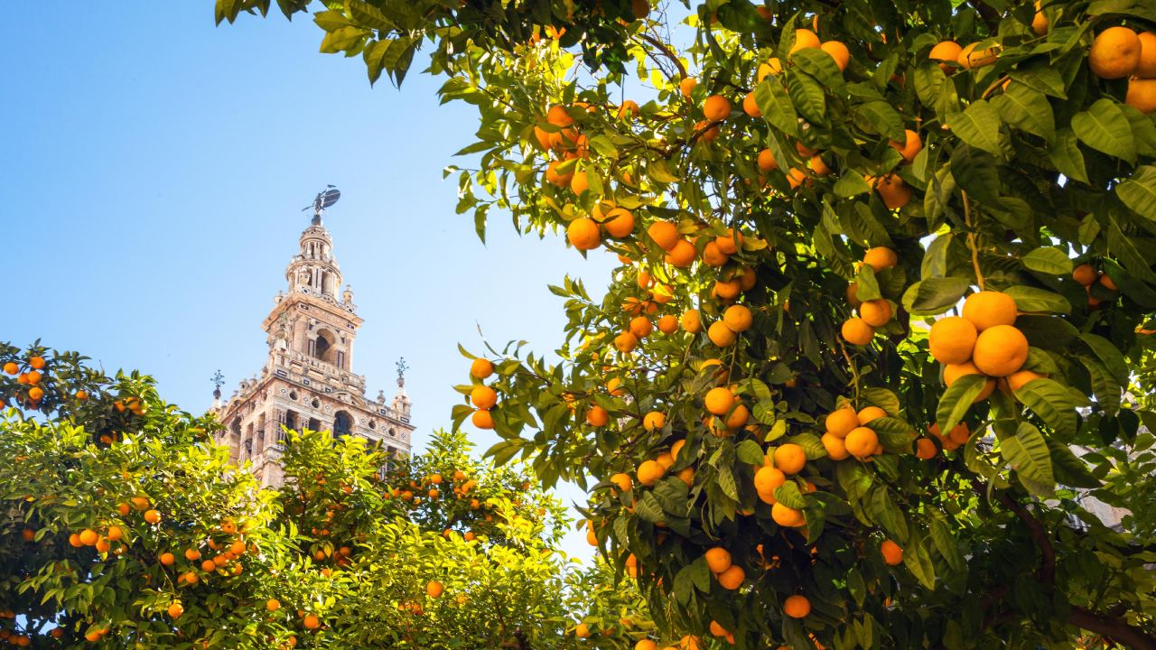 ‘Modelo a seguir’: cómo Sevilla convierte sus naranjas en electricidad