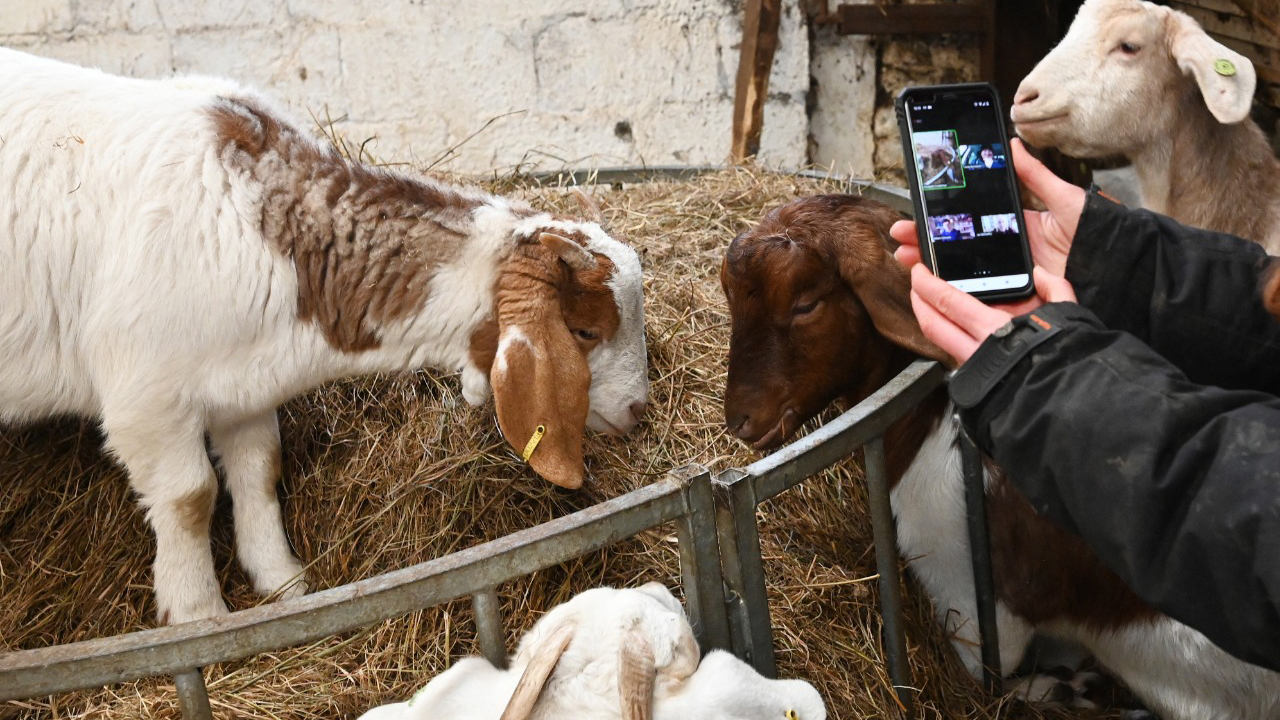 “Se alquilan cabras para ZOOM”, la salvación de una granja británica