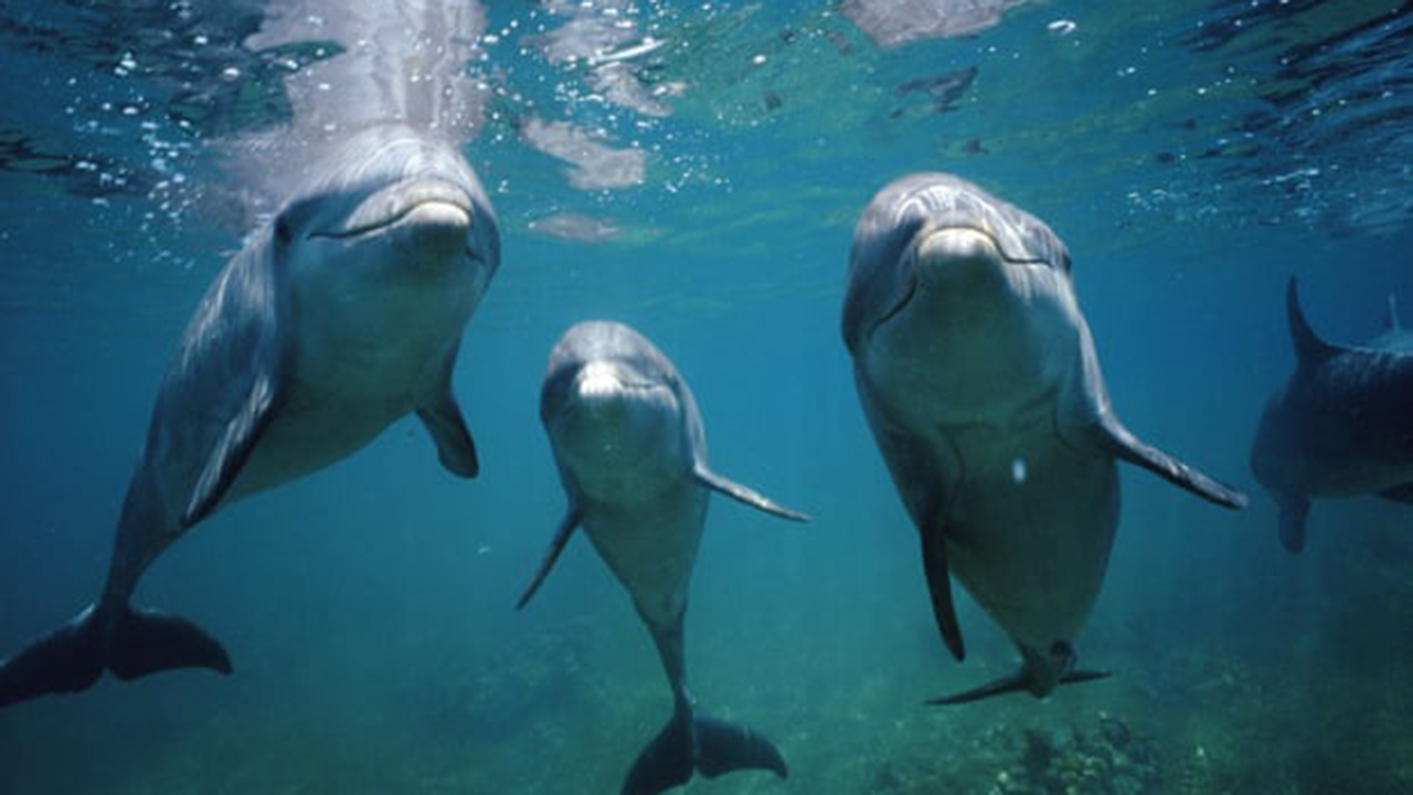 Humanos y delfines tienen rasgos de personalidad similares: estudio