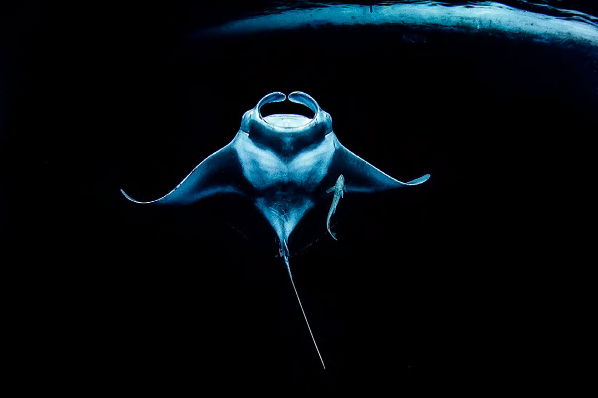 De las profundidades a la superficie: concurso de fotografía subacuática 2021