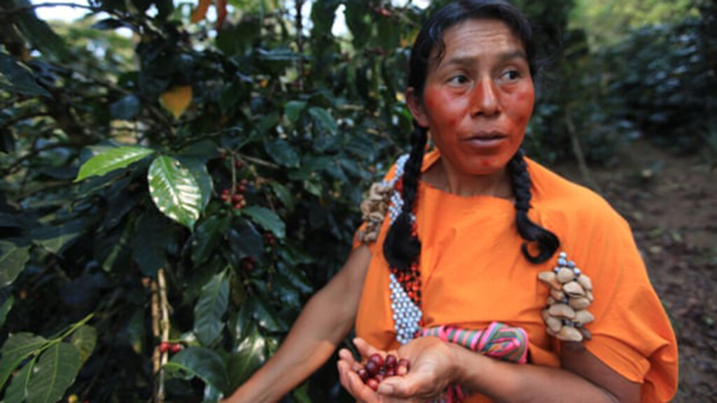 Mezcla especial: el café peruano ecológico deja a otros en las sombras