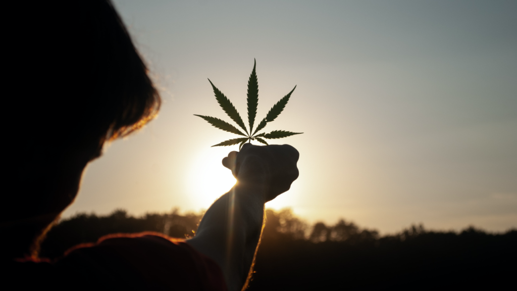 Cannabis, el negocio que quiere crecer fuerte
