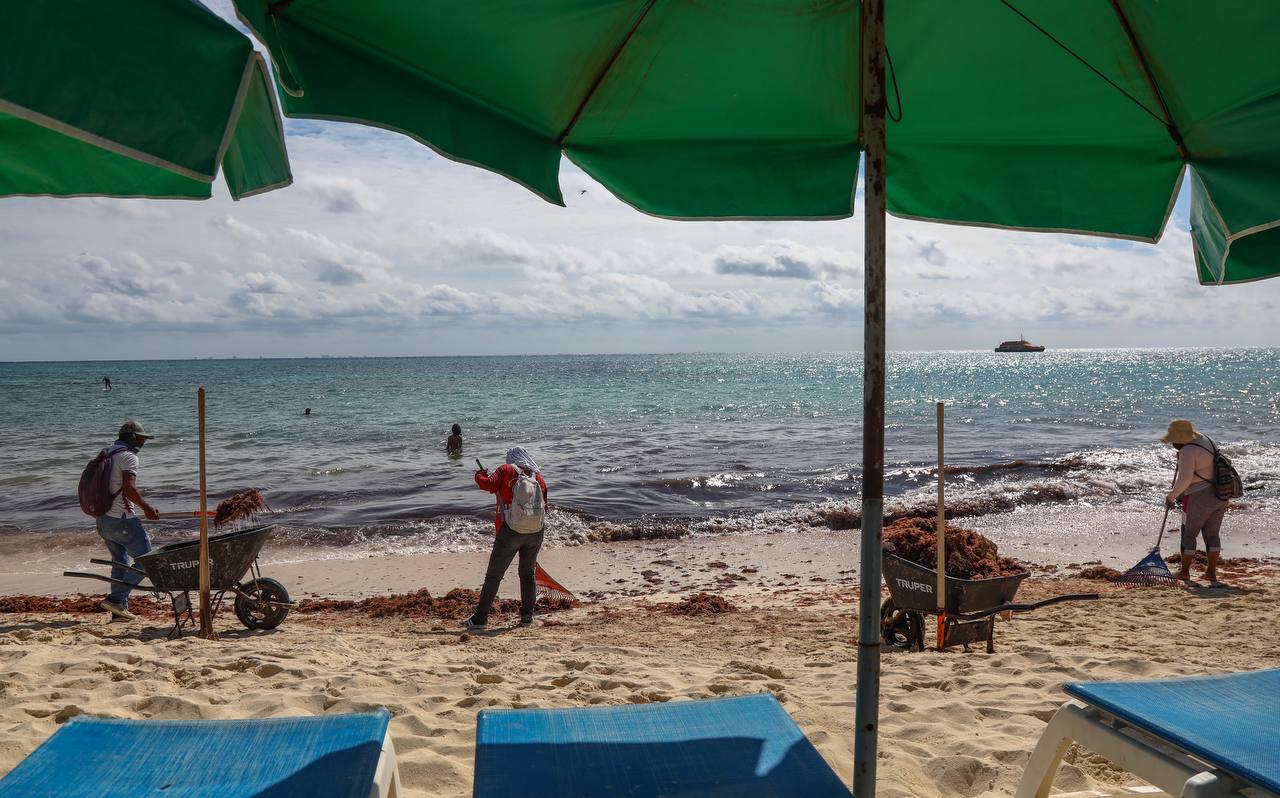 Ayuntamiento de Solidaridad y Marina combaten el sargazo en Playa del Carmen